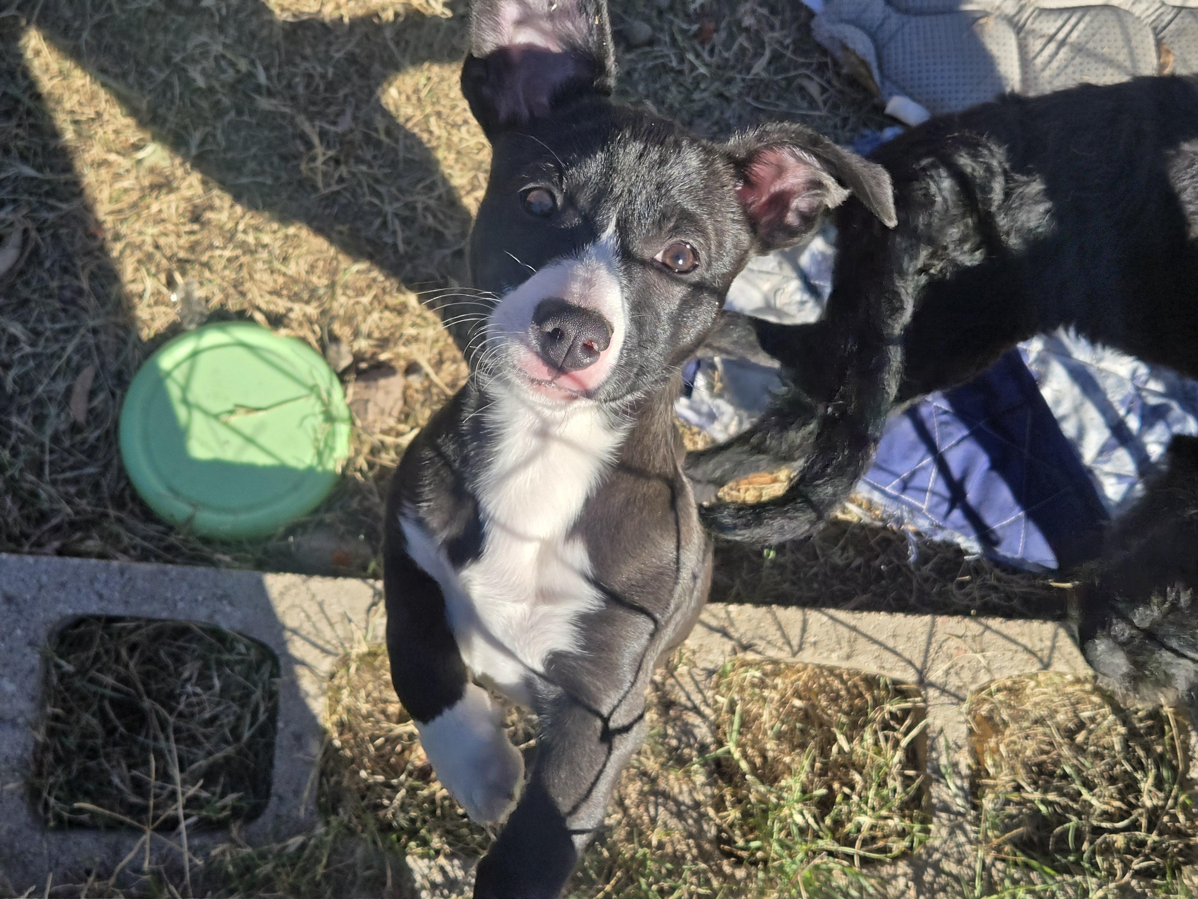 Jelly Bean, adopted, Young Female Mixed Breed.