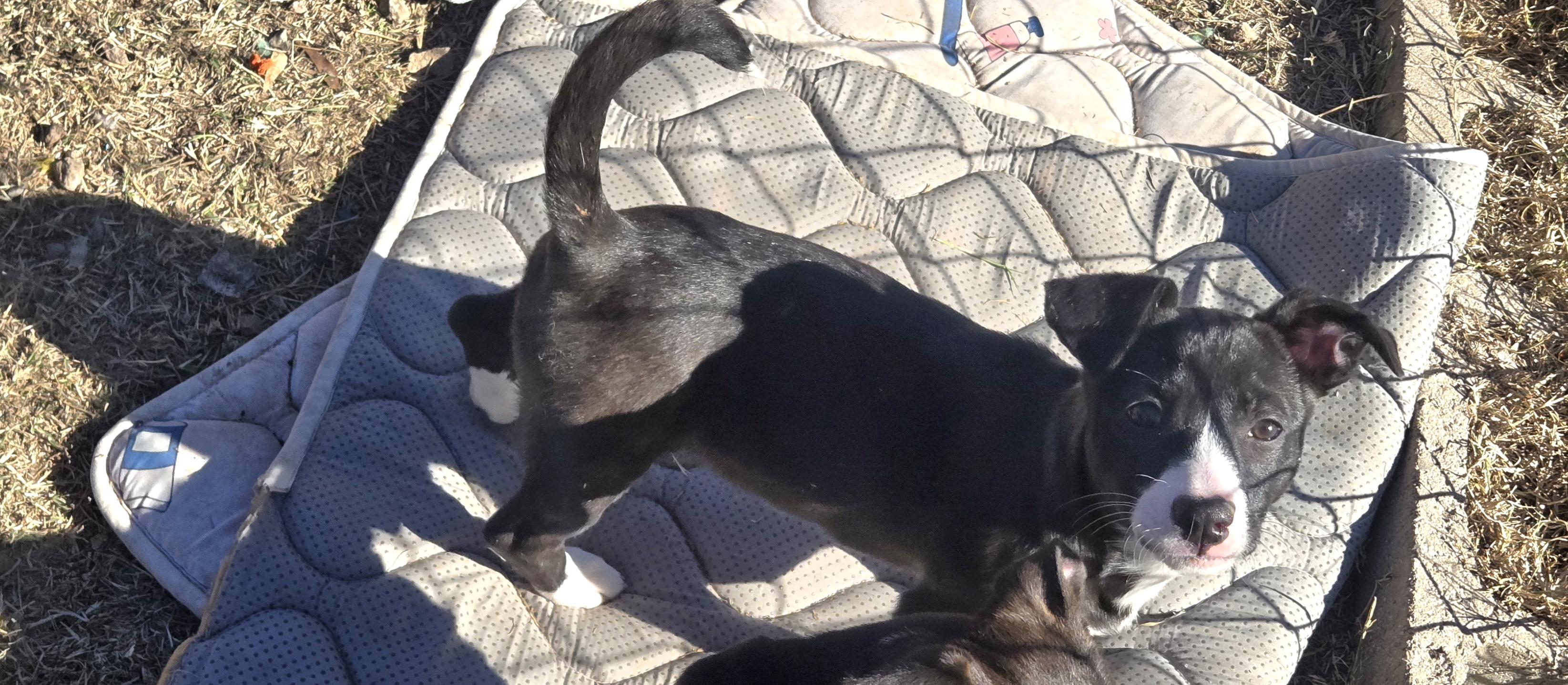 Enlarge Jelly Bean, an adopted Mixed Breed in Nogales, AZ image 3/3