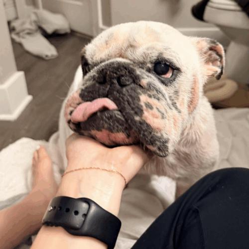 Griffin, Adoptable, Adult Male English Bulldog.