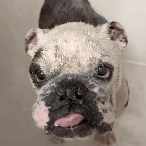 Enlarge Griffin, a Adoptable English Bulldog in Austin, TX image 2/5