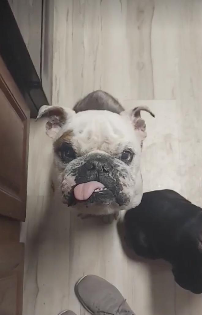 Enlarge Griffin, a Adoptable English Bulldog in Austin, TX image 3/5