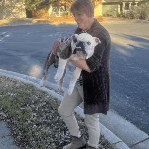 Enlarge Griffin, a Adoptable English Bulldog in Austin, TX image 5/5