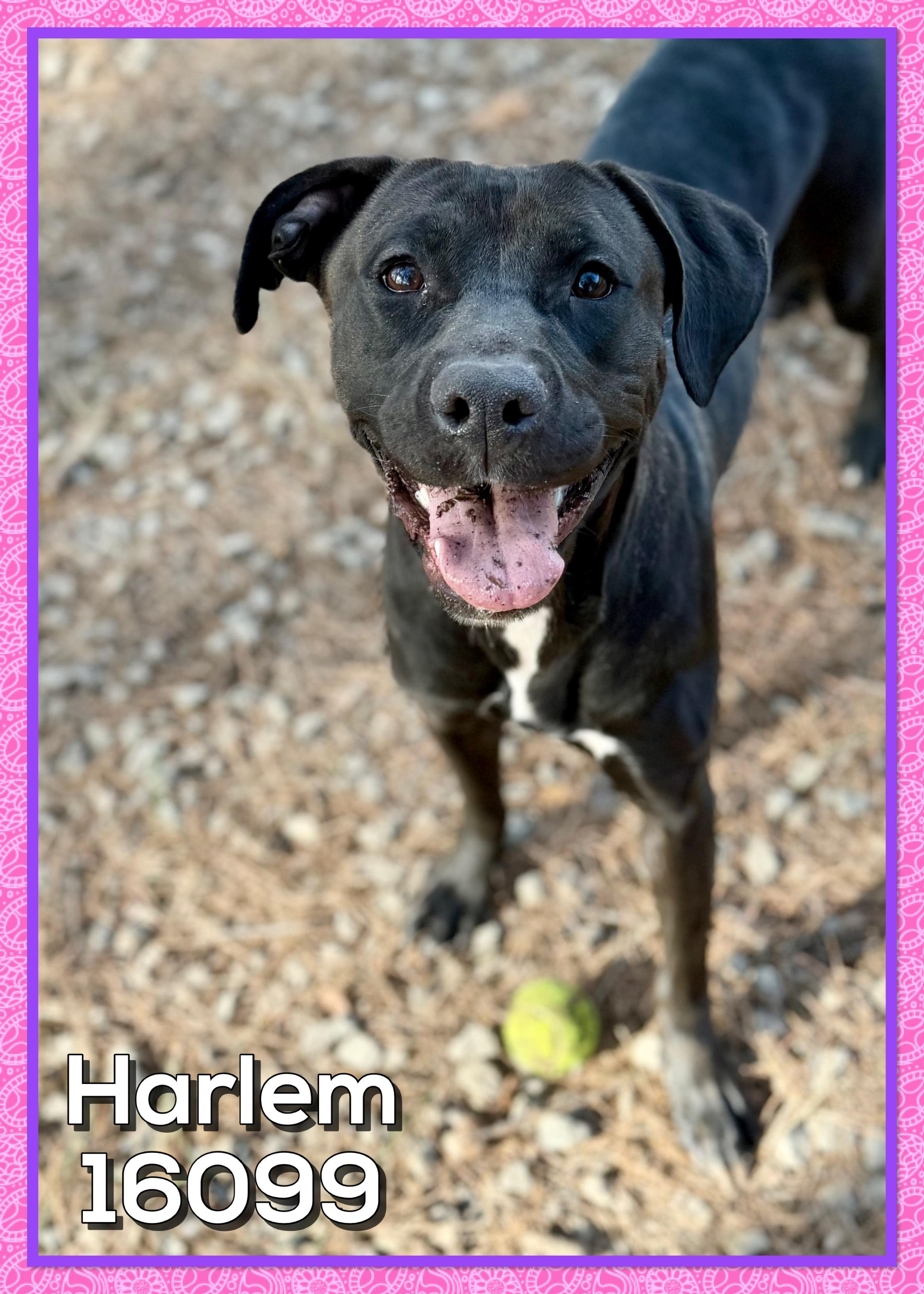HARLEM , ADOPTABLE, Adult Female Black Labrador Retriever & American Staffordshire Terrier.
