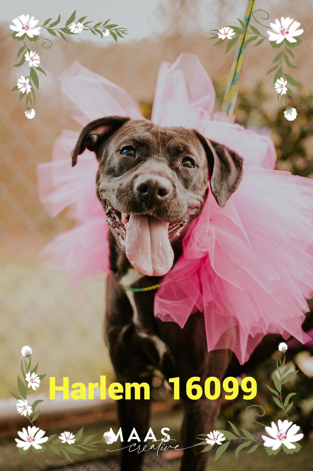 HARLEM , ADOPTABLE, Adult Female Black Labrador Retriever & American Staffordshire Terrier.