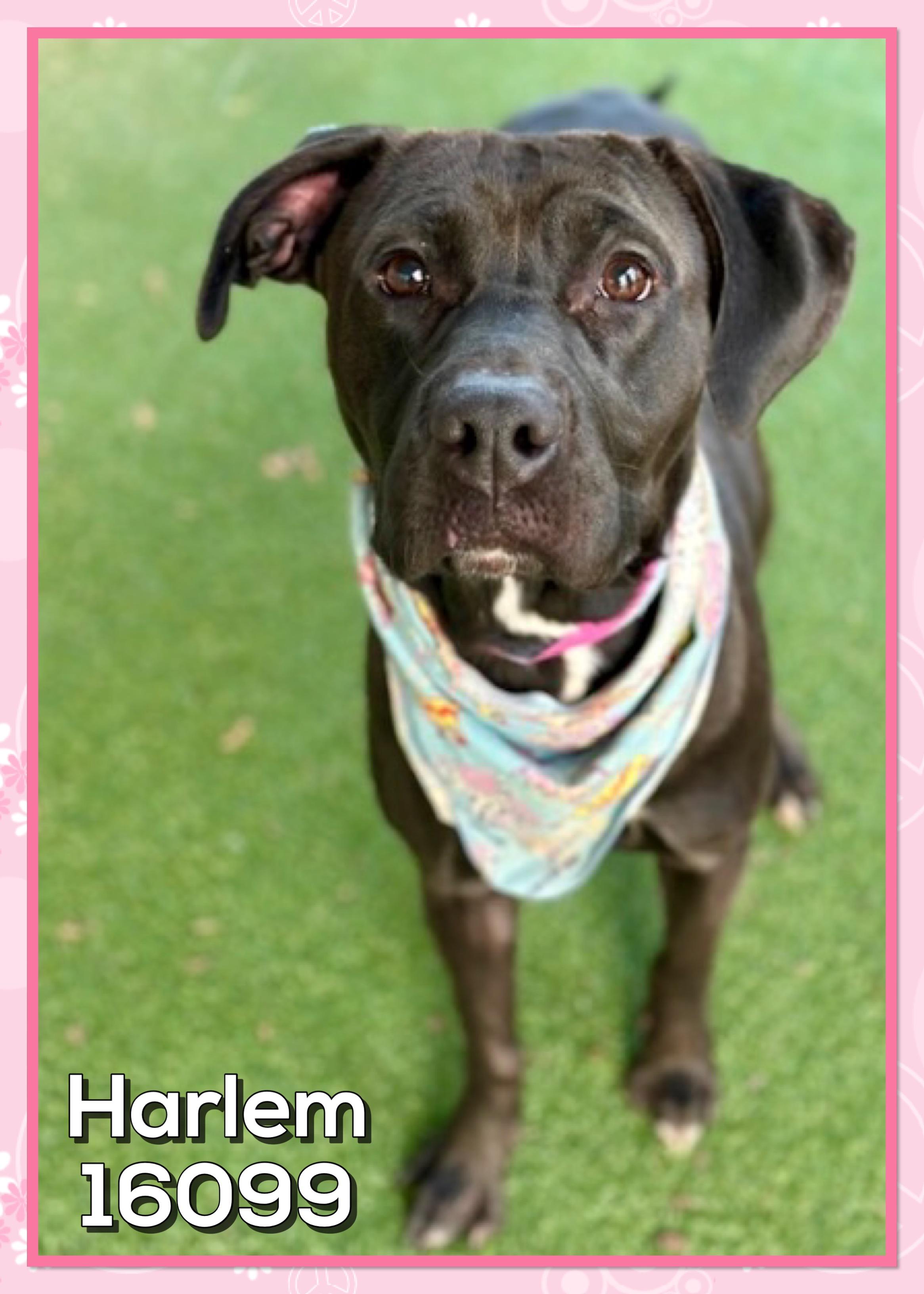 Enlarge HARLEM , a ADOPTABLE mixed breed in Marietta, GA image 4/5