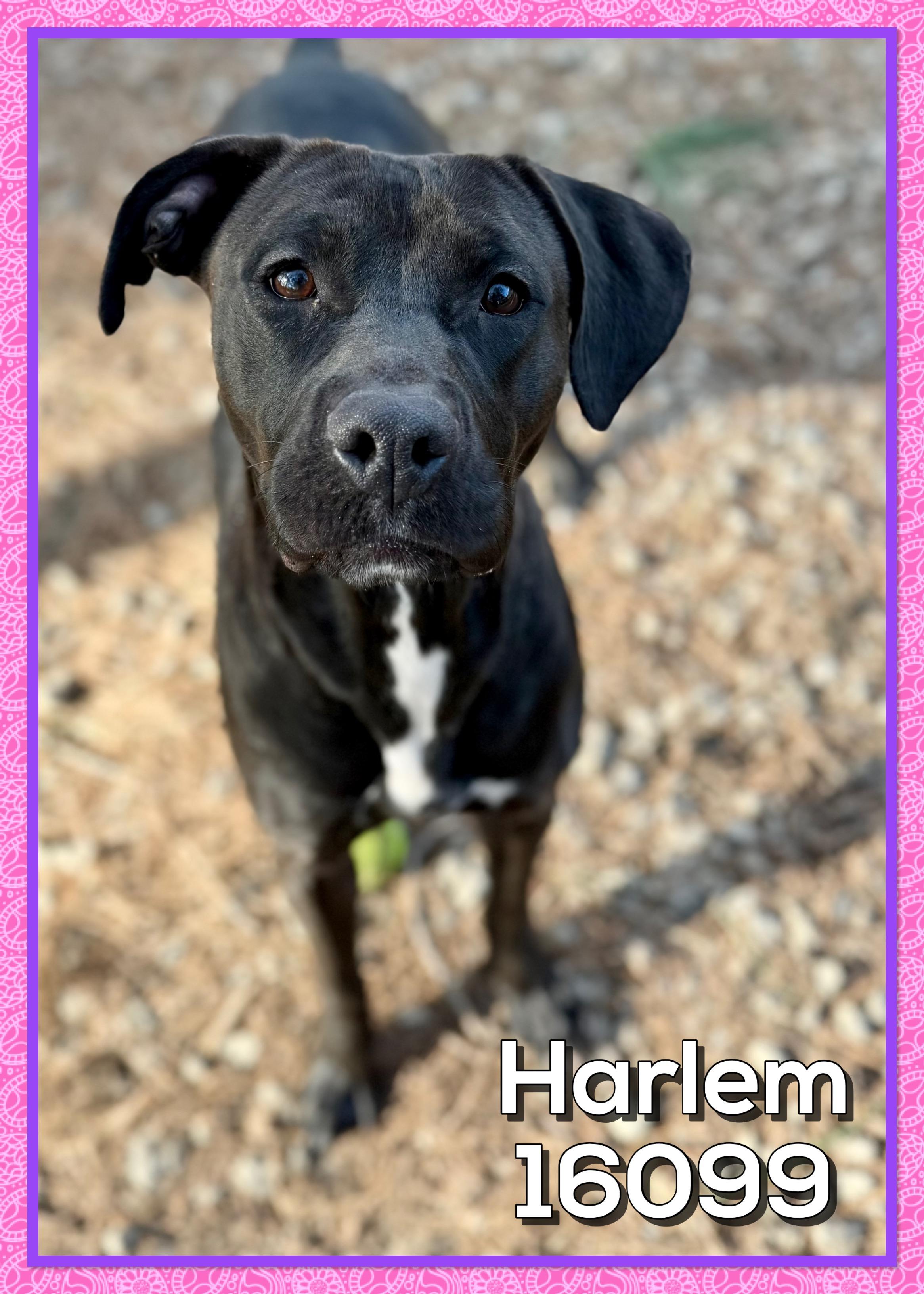 Enlarge HARLEM , a ADOPTABLE mixed breed in Marietta, GA image 2/5
