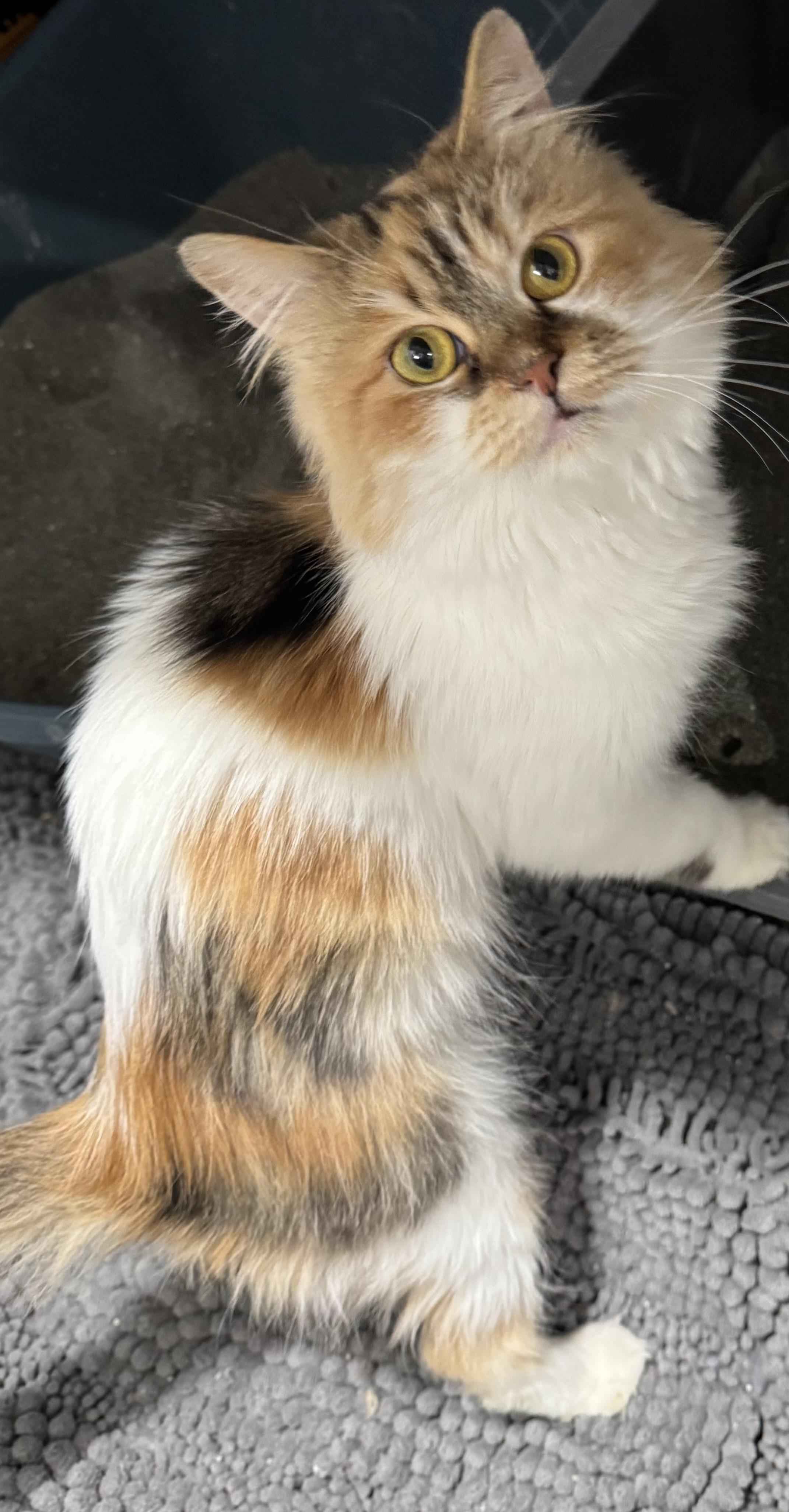 Enlarge Clover- Nioosha Mikaeeli, an adopted mixed breed in Brampton, ON image 3/6