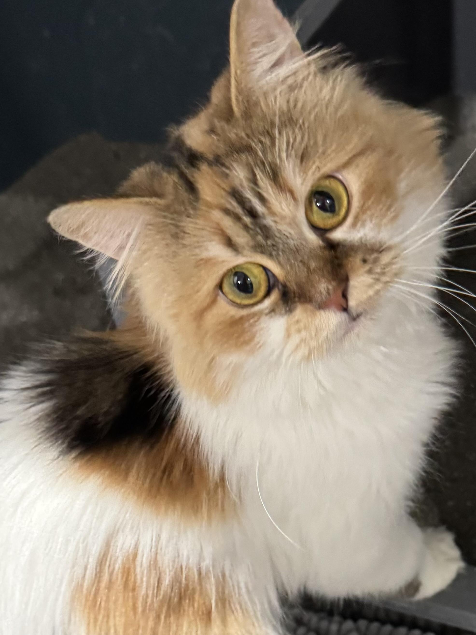 Enlarge Clover- Nioosha Mikaeeli, an adopted mixed breed in Brampton, ON image 1/6