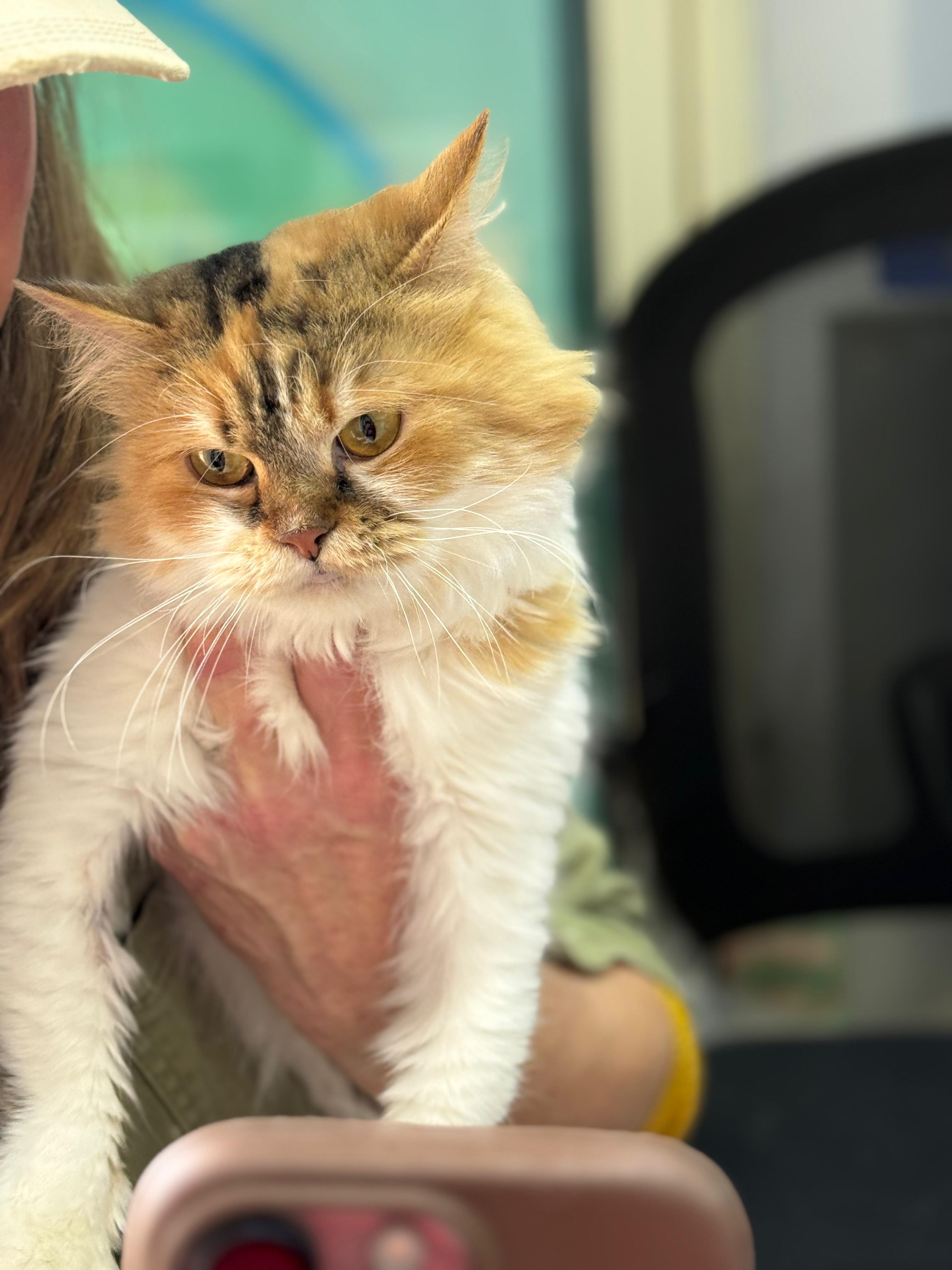 Enlarge Clover- Nioosha Mikaeeli, an adopted mixed breed in Brampton, ON image 4/6