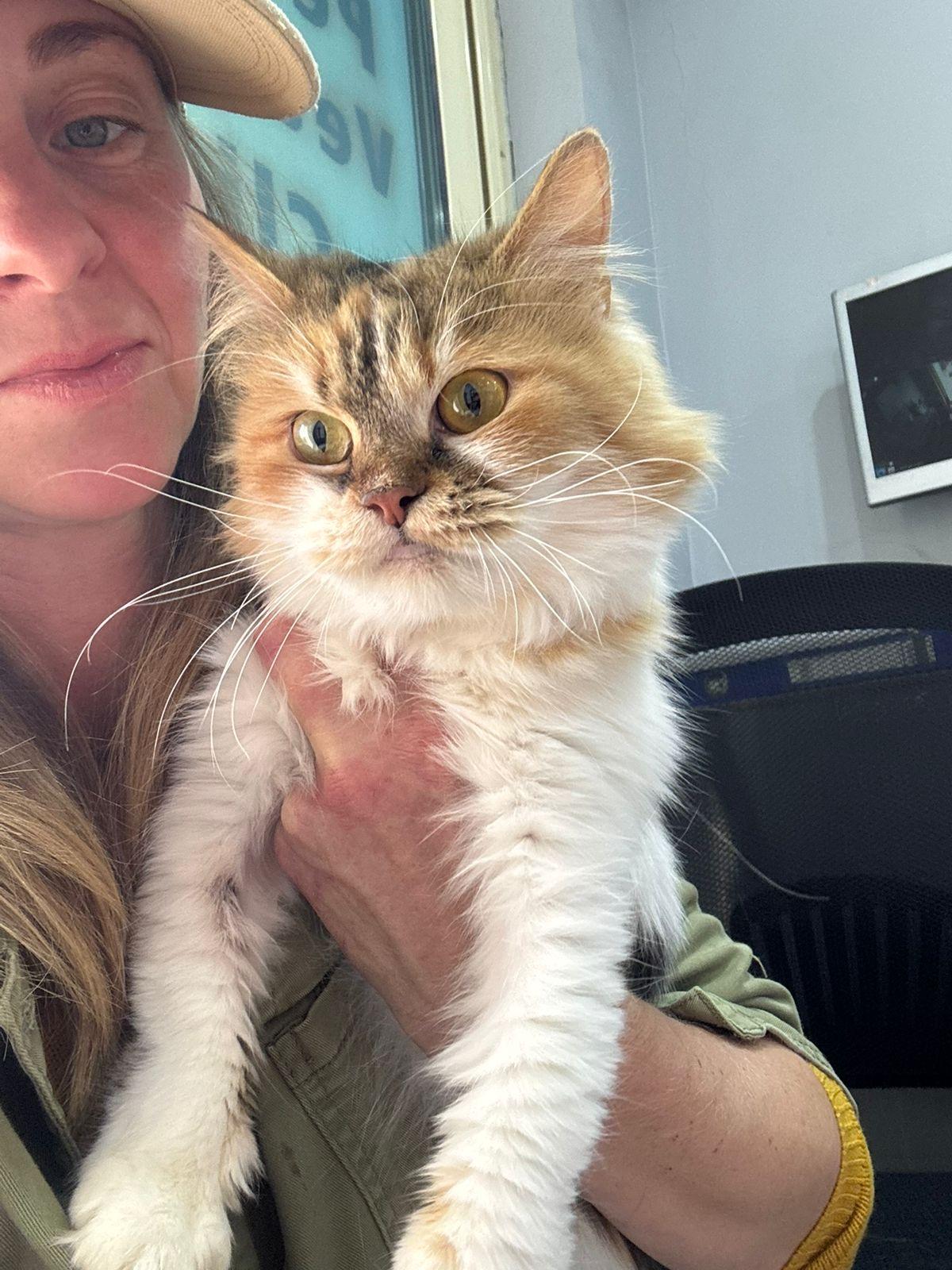 Enlarge Clover- Nioosha Mikaeeli, an adopted mixed breed in Brampton, ON image 5/6