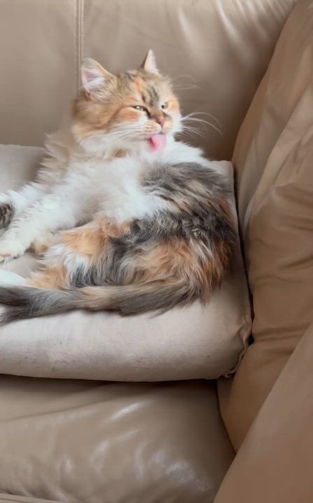 Enlarge Clover- Nioosha Mikaeeli, an adopted mixed breed in Brampton, ON video 6/6