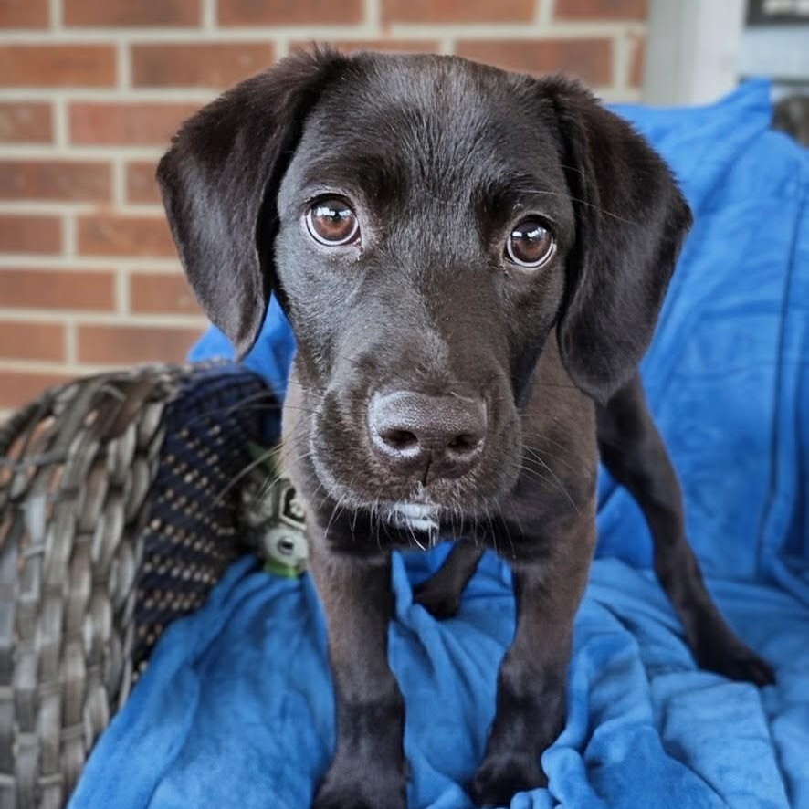 Enlarge Blitz, an adopted mixed breed in Potomac, MD image 1/6