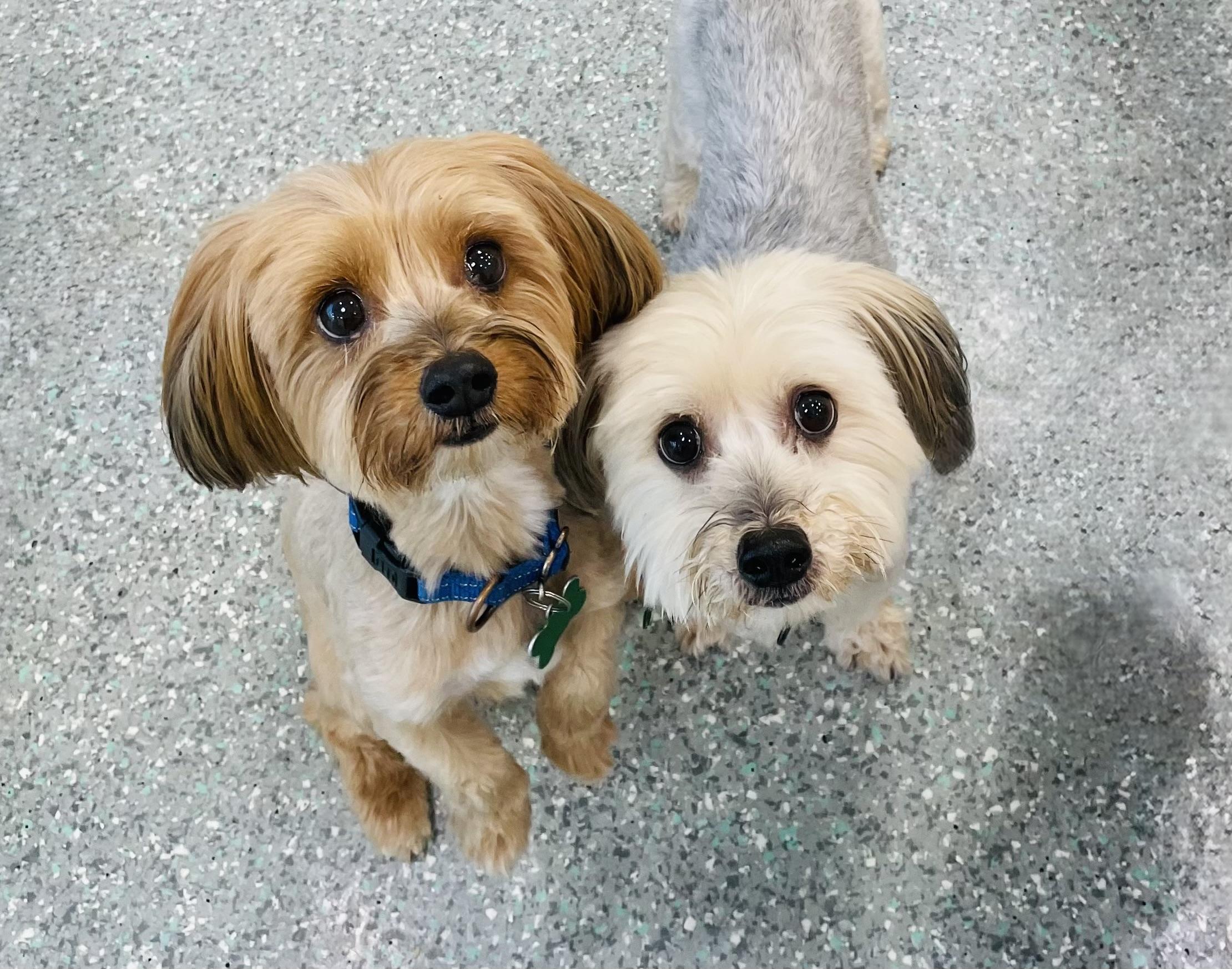Enlarge Max & Pookie *BONDED PAIR*, a ADOPTABLE mixed breed in Mission Viejo, CA image 3/6