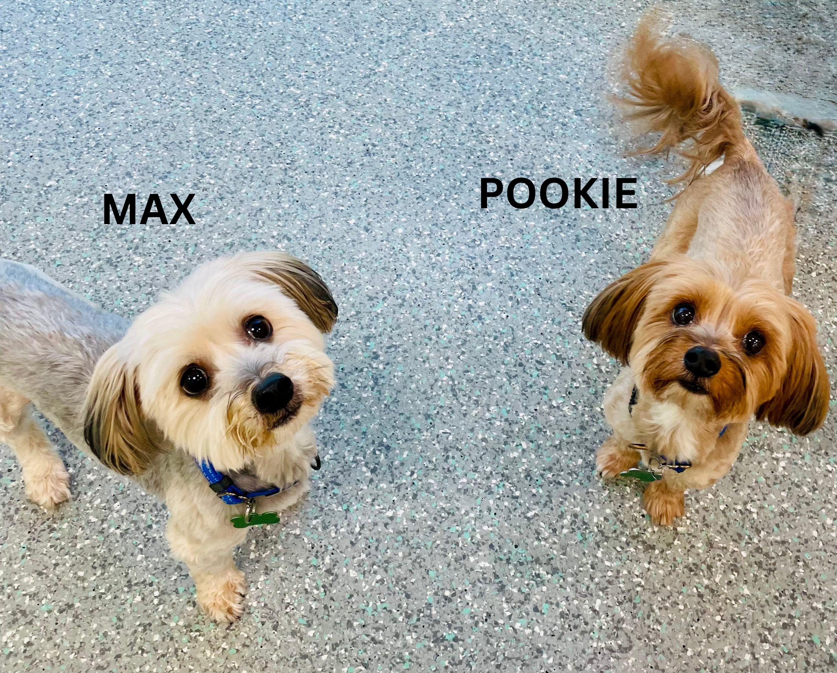 Enlarge Max & Pookie *BONDED PAIR*, a ADOPTABLE mixed breed in Mission Viejo, CA image 2/6