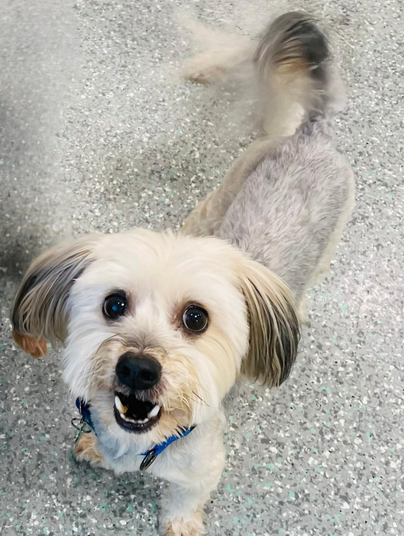 Enlarge Max & Pookie *BONDED PAIR*, a ADOPTABLE mixed breed in Mission Viejo, CA image 1/6