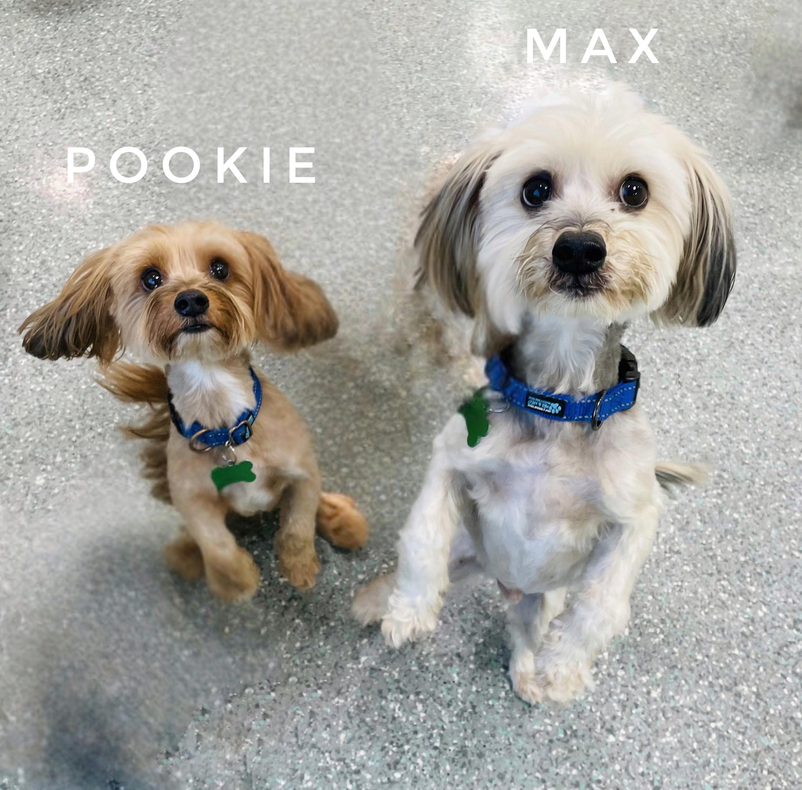 Enlarge Max & Pookie *BONDED PAIR*, a ADOPTABLE mixed breed in Mission Viejo, CA image 6/6