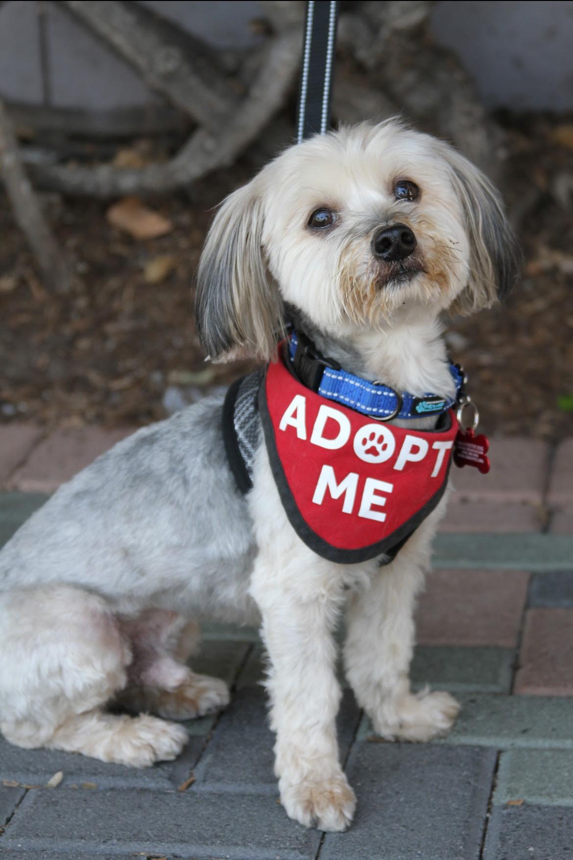 Max & Pookie *BONDED PAIR*, ADOPTABLE, Adult Male Maltese & Yorkshire Terrier.