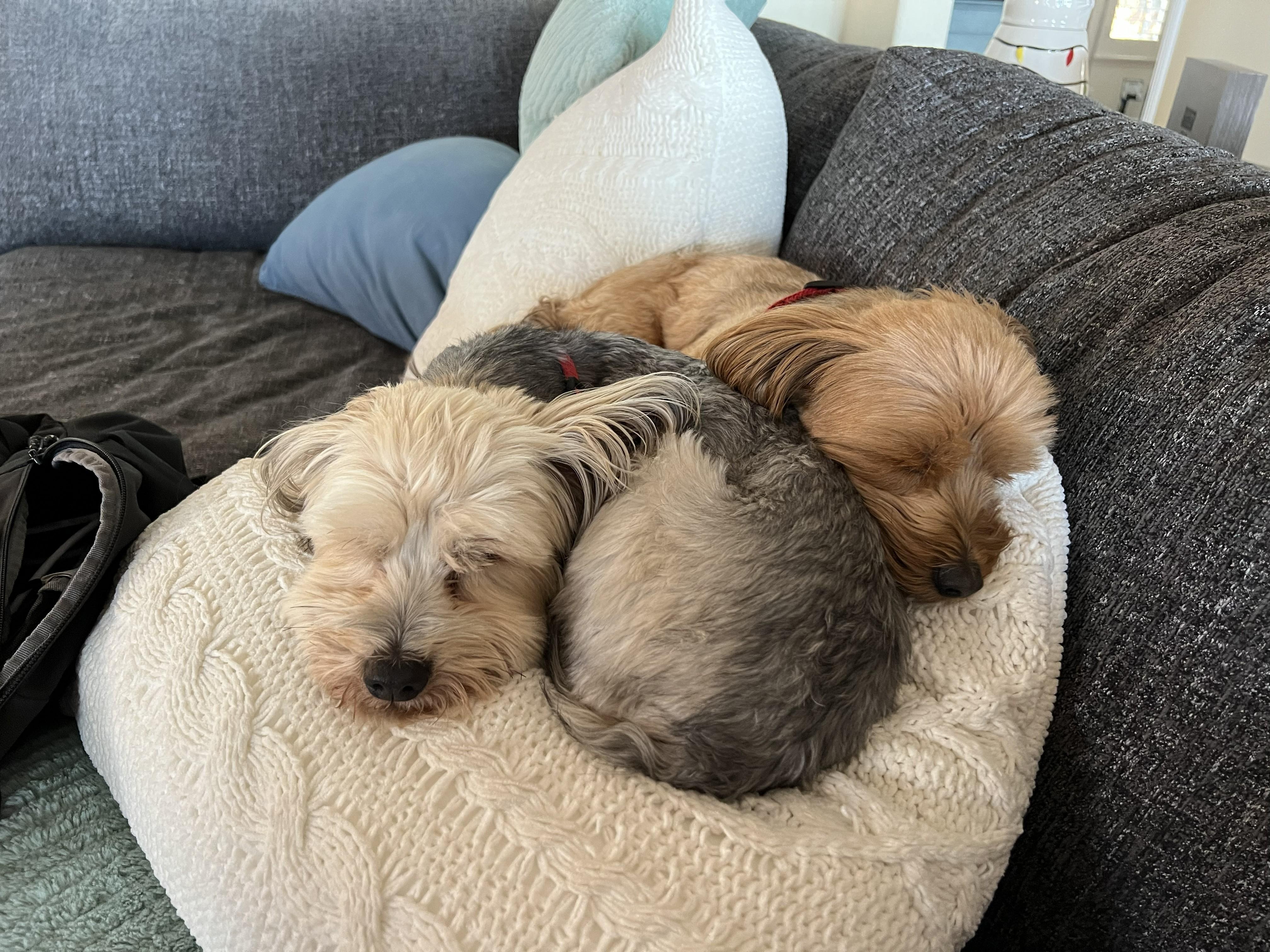 Enlarge Max & Pookie *BONDED PAIR*, a ADOPTABLE mixed breed in Mission Viejo, CA image 5/6