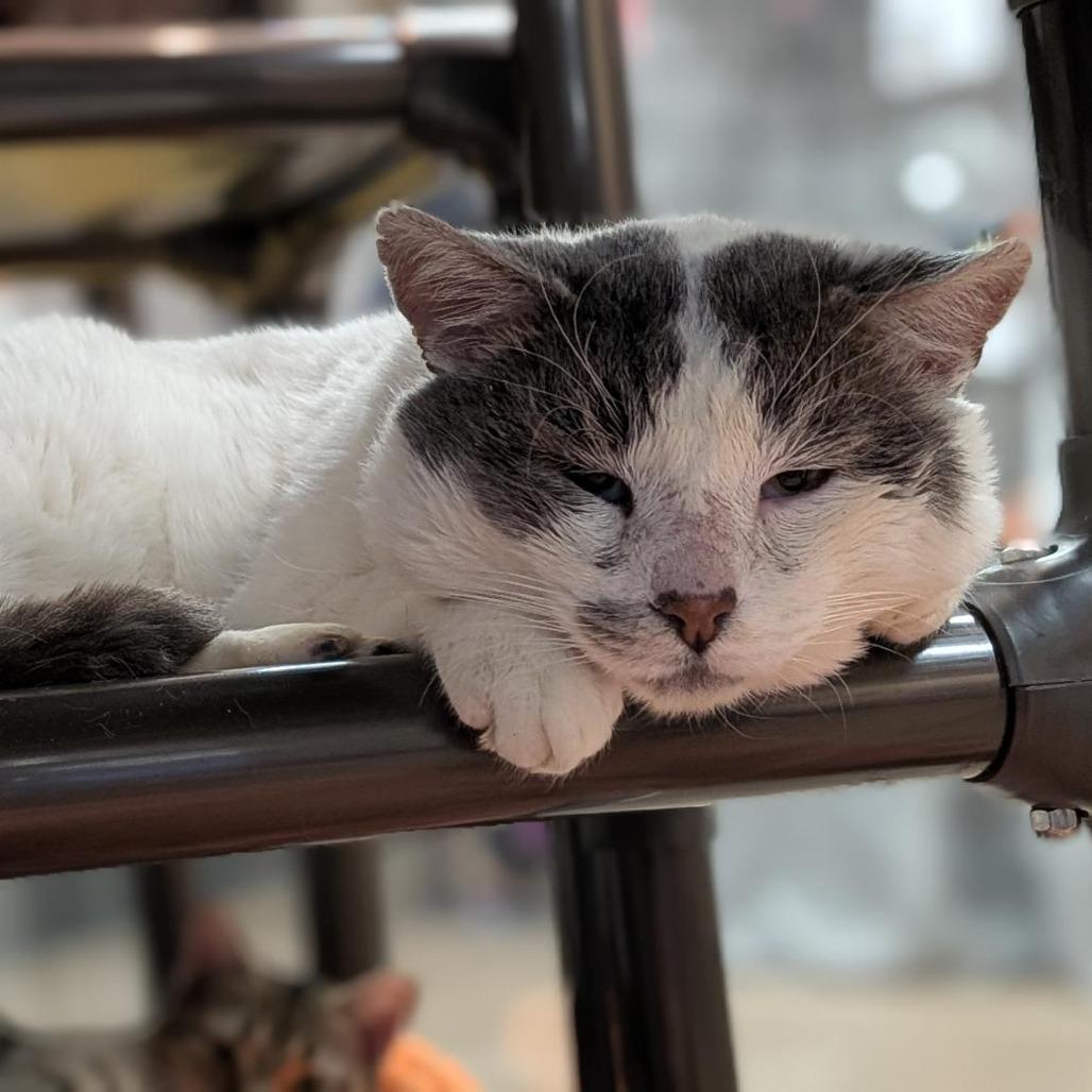 Phillip, Adoptable, Senior Male Domestic Short Hair.