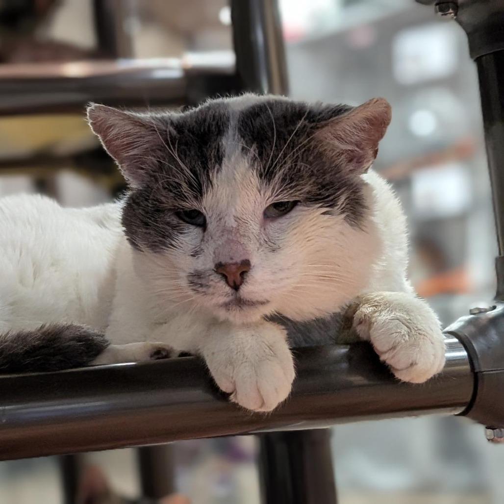 Enlarge Phillip, a Adoptable Domestic Short Hair in Hampton Bays, NY image 2/6