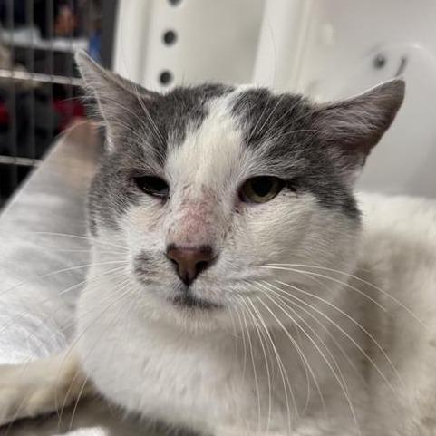 Enlarge Phillip, a Adoptable Domestic Short Hair in Hampton Bays, NY image 4/6