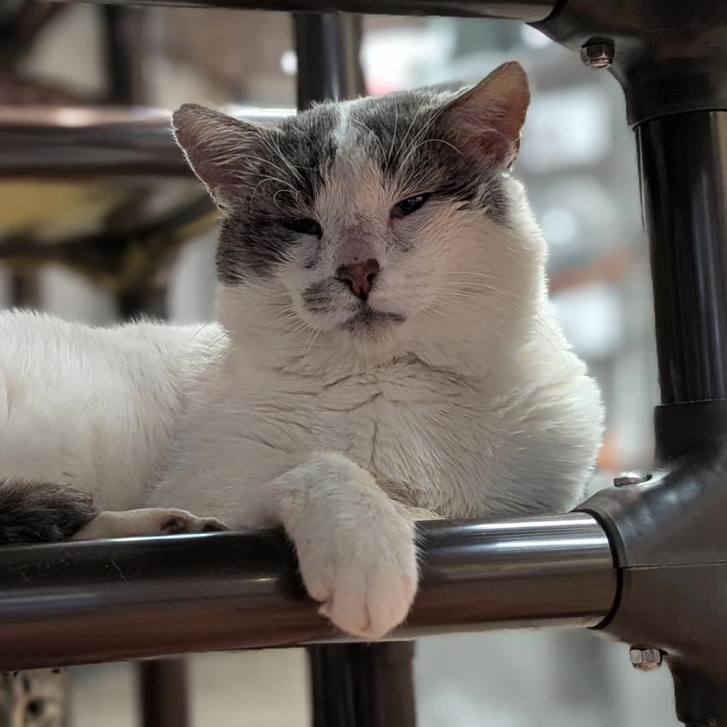 Enlarge Phillip, a Adoptable Domestic Short Hair in Hampton Bays, NY image 5/6