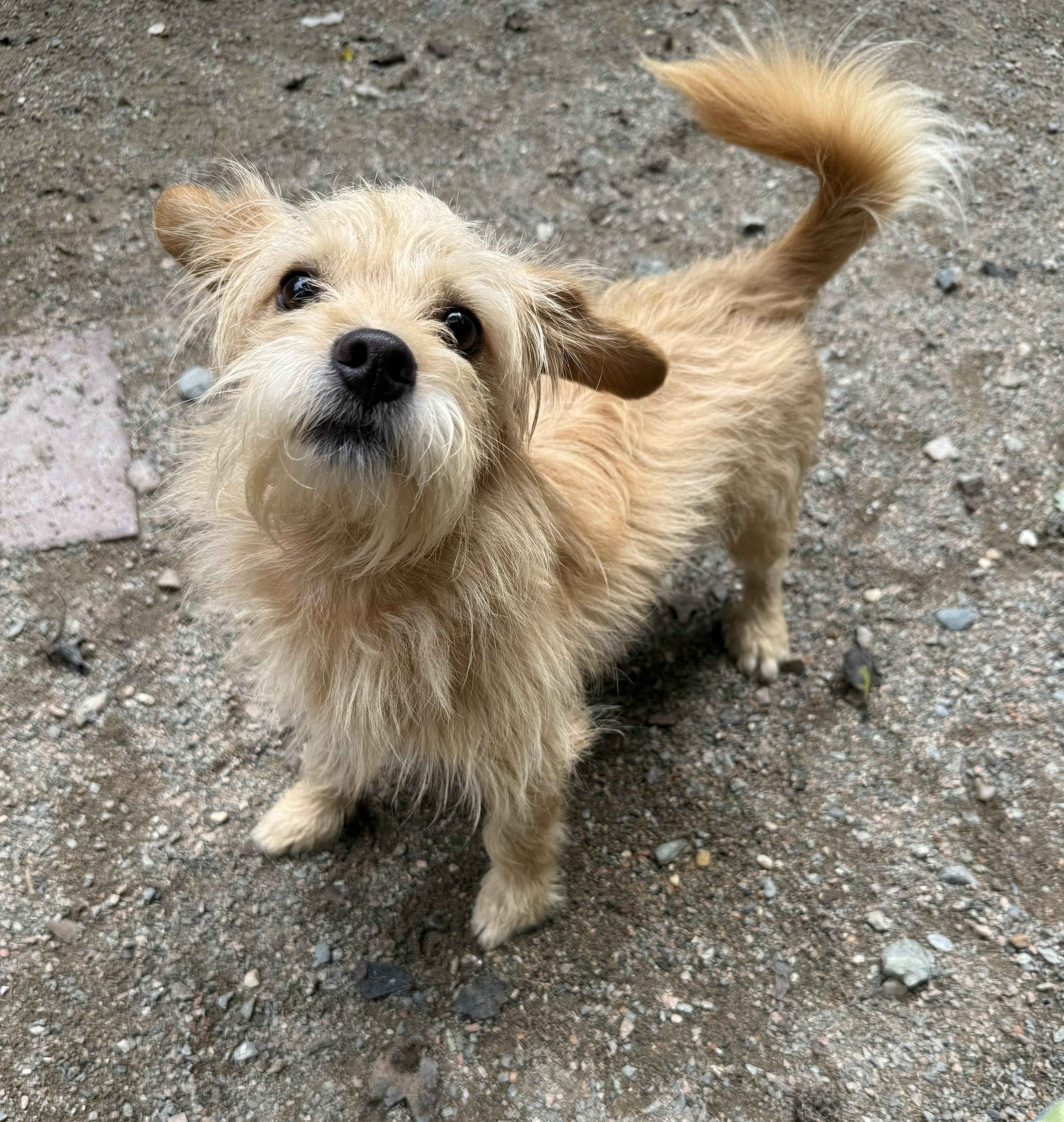 Bubby, Adoptable, Adult Male Cairn Terrier.