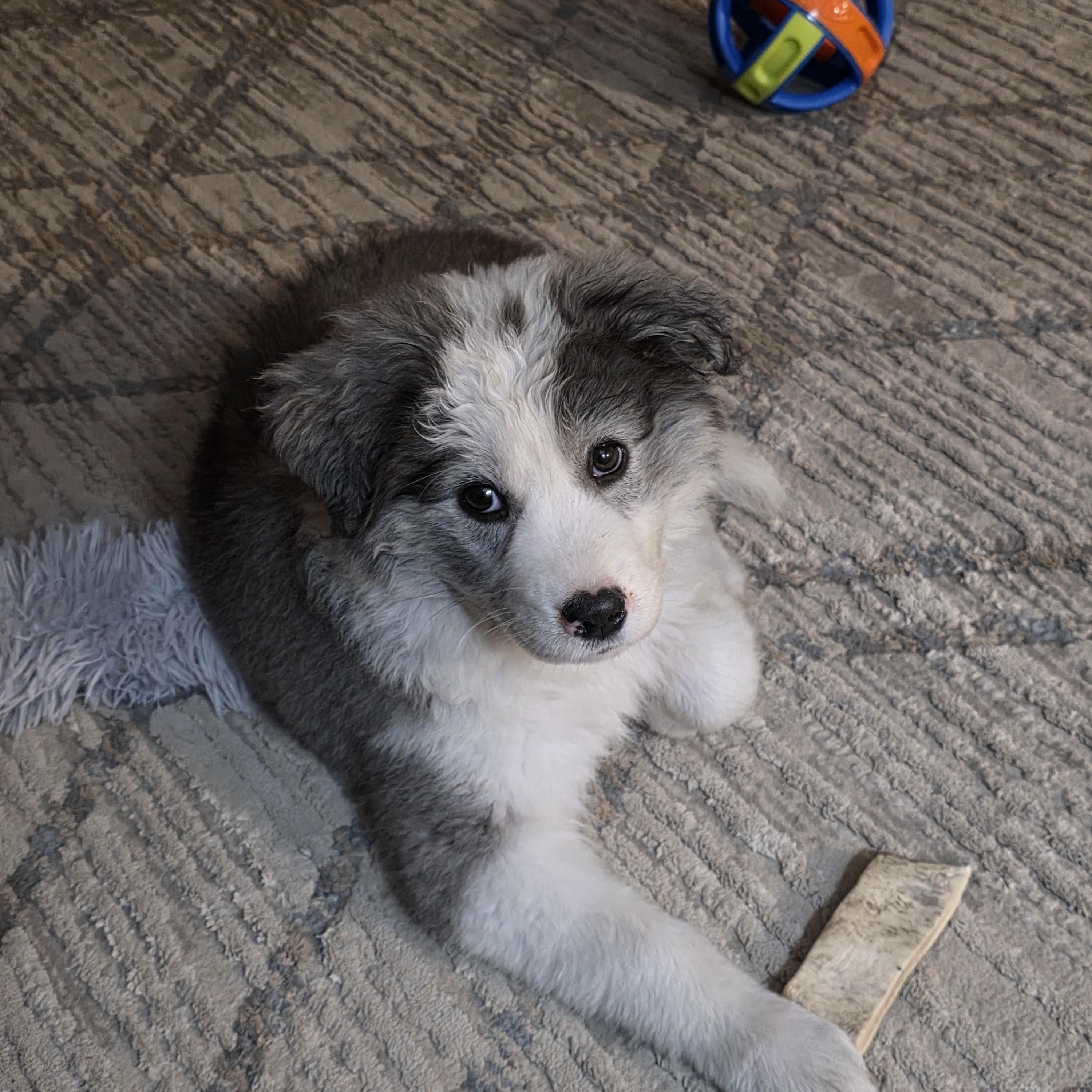 Stormi, an adopted mixed breed in Minneapolis, MN image 6/6