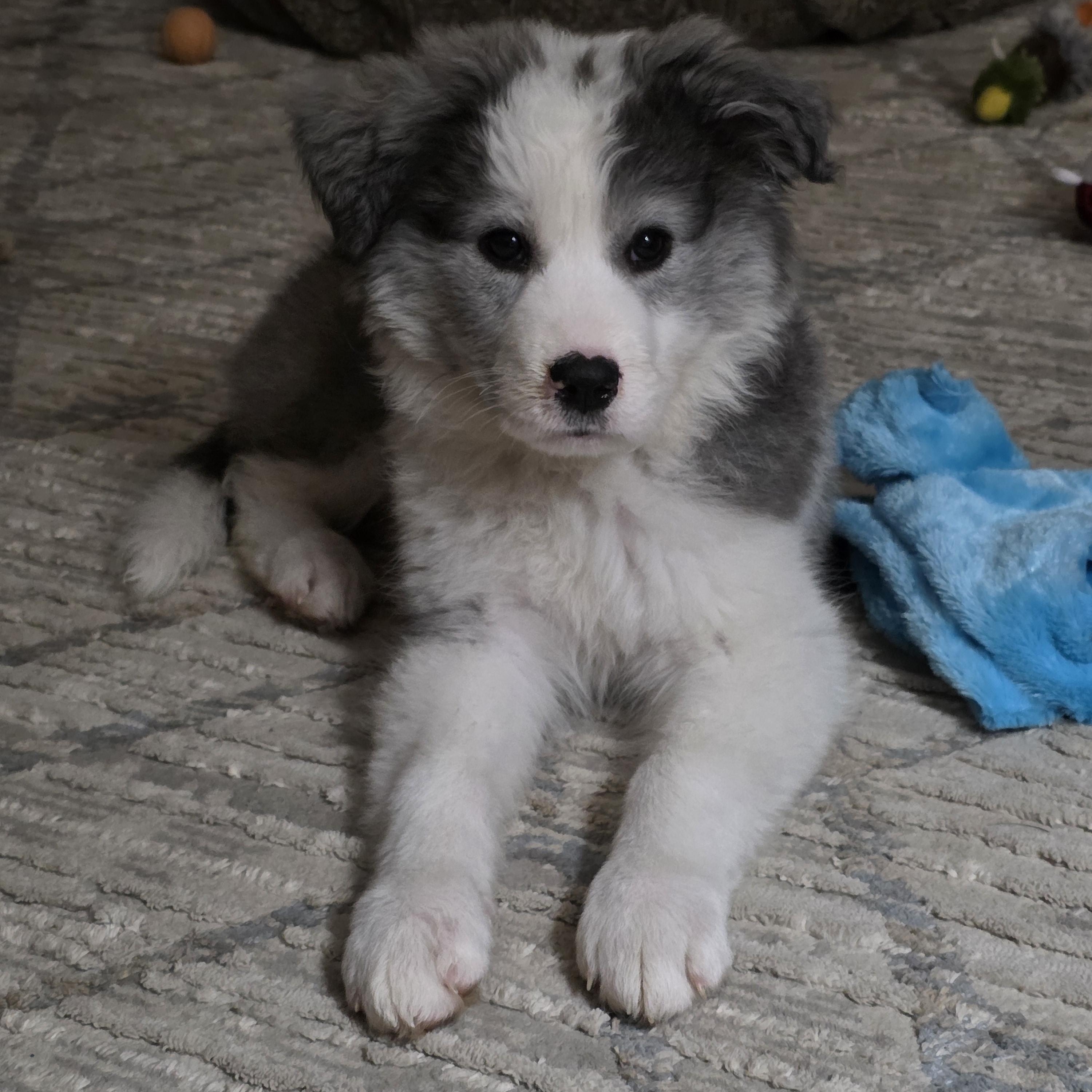 Stormi, an adopted mixed breed in Minneapolis, MN image 1/6