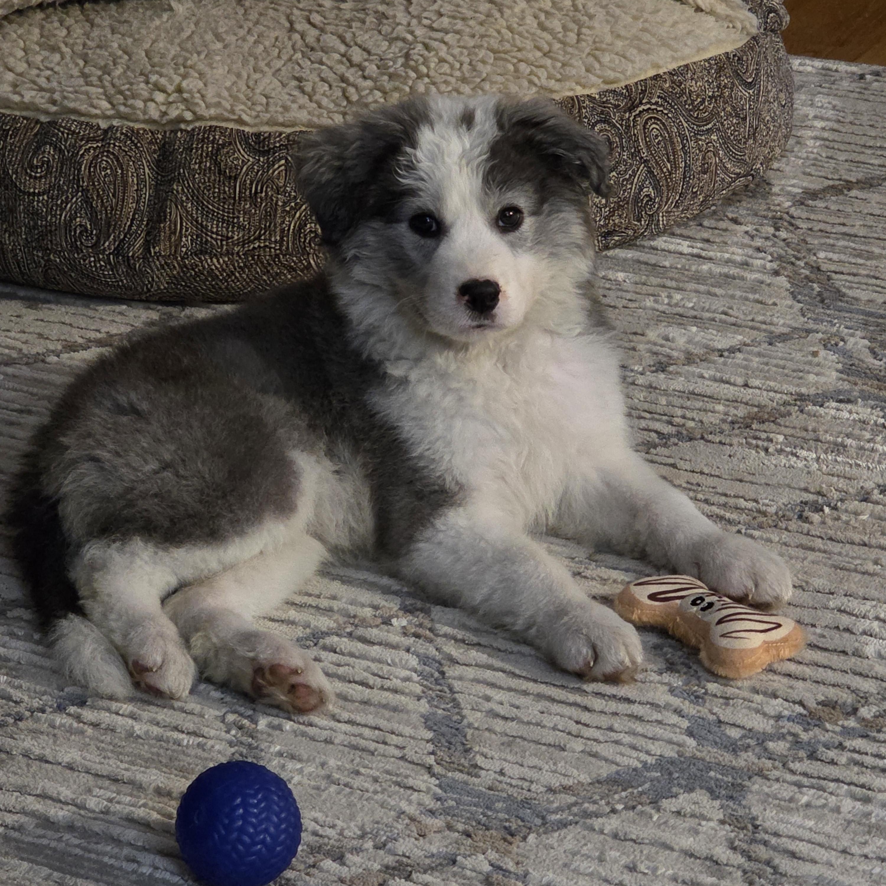 Stormi, an adopted mixed breed in Minneapolis, MN image 2/6