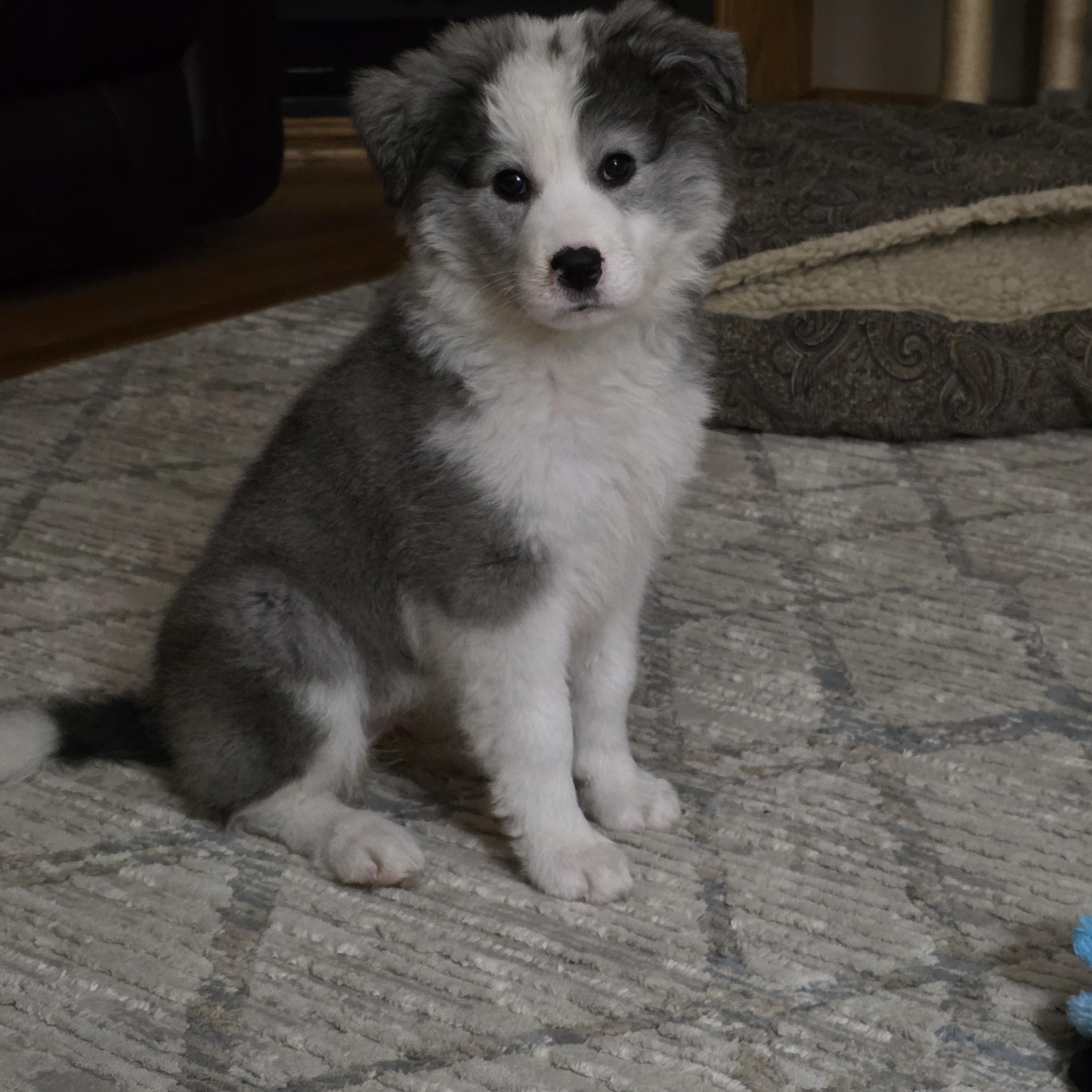 Stormi, an adopted mixed breed in Minneapolis, MN image 3/6