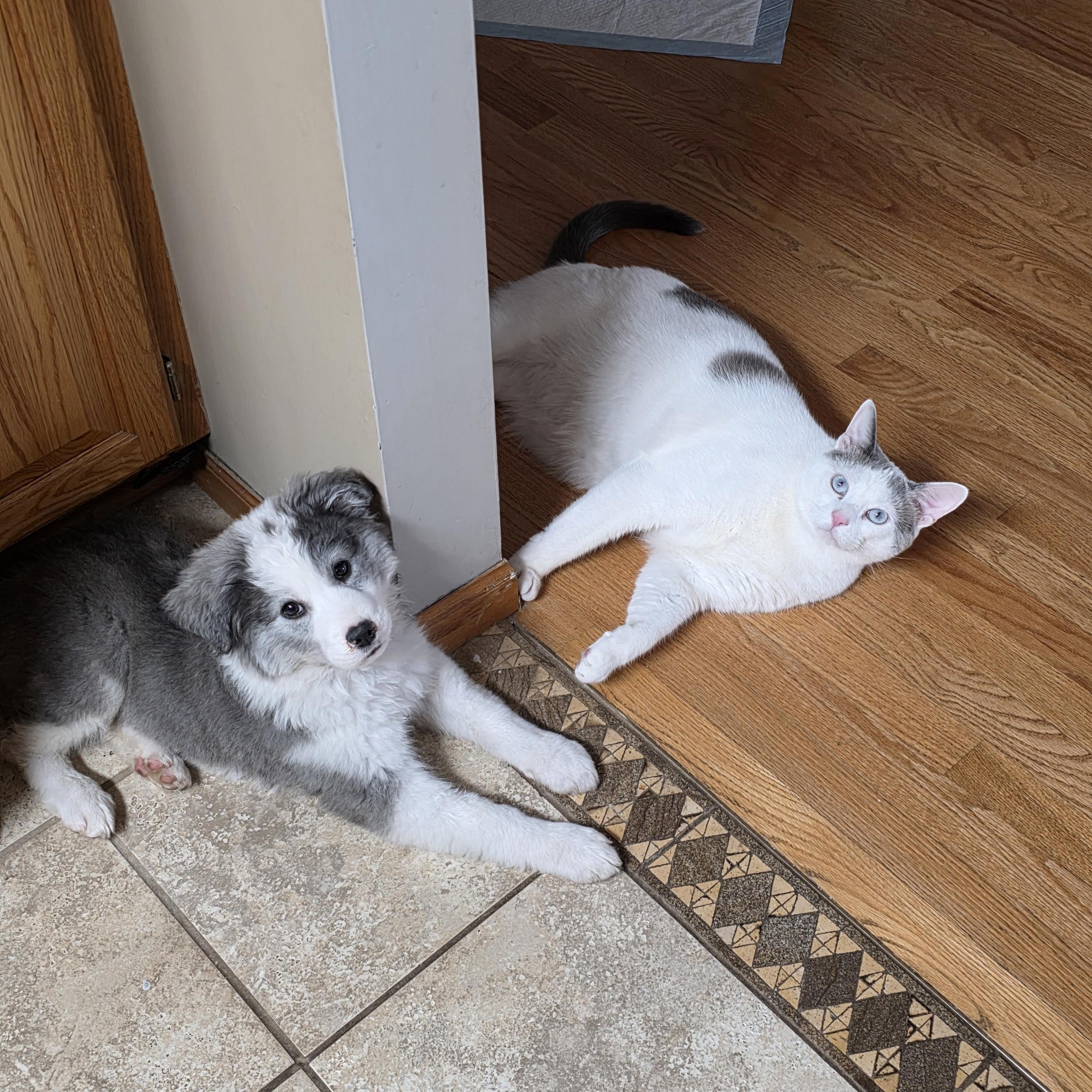 Stormi, an adopted mixed breed in Minneapolis, MN image 5/6