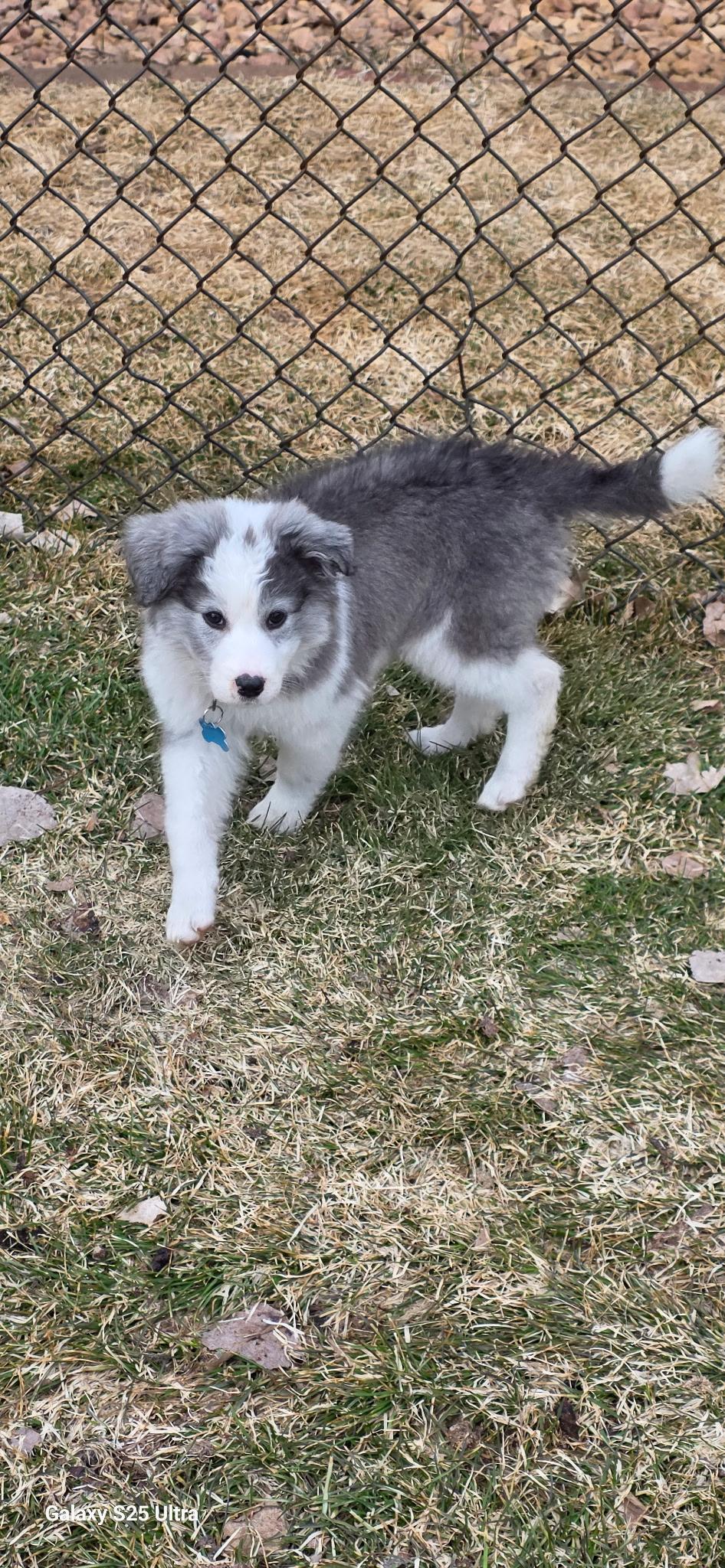 Stormi, an adopted mixed breed in Minneapolis, MN image 4/6