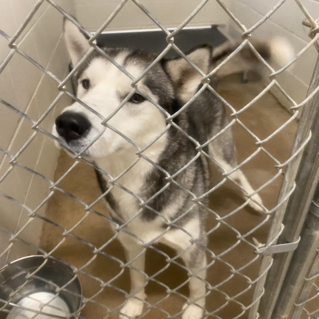 Sabel - 120601T, a Adoptable Siberian Husky in Tupelo, MS image 2/2