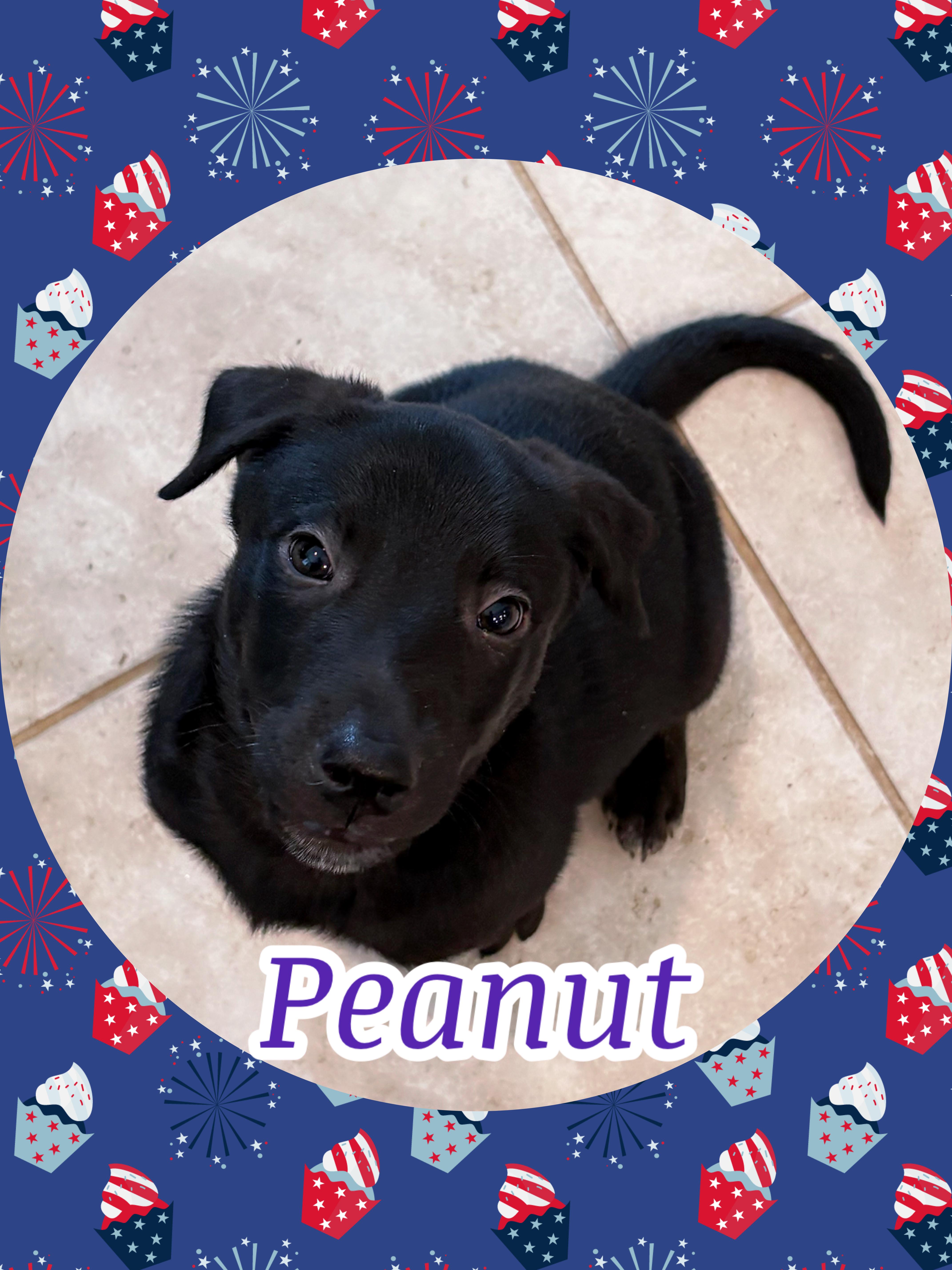 Enlarge PEANUT PUP, a ADOPTABLE mixed breed in Queen Creek, AZ image 1/1