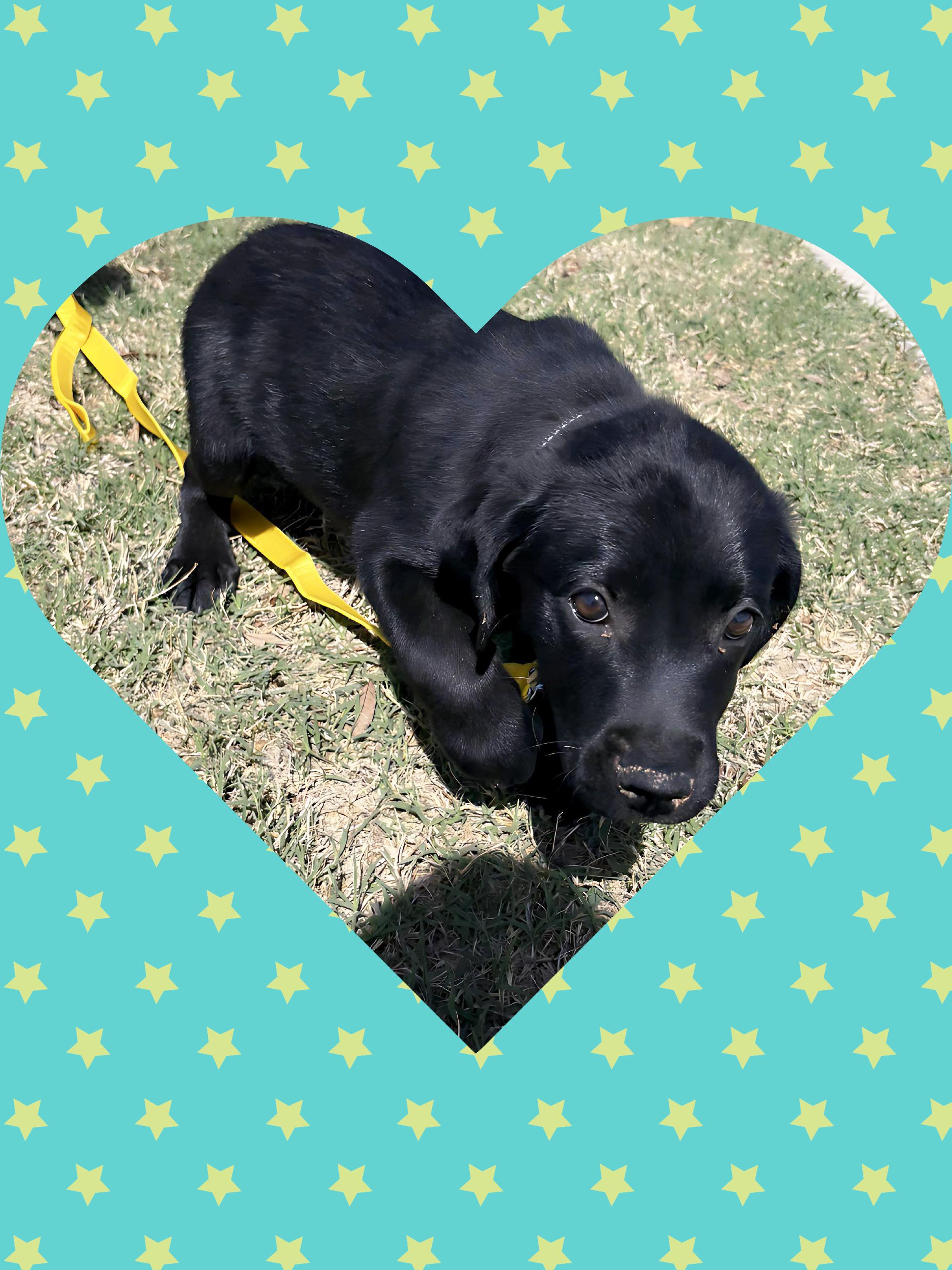 Enlarge PEANUT PUP, a ADOPTABLE mixed breed in Queen Creek, AZ image 5/6