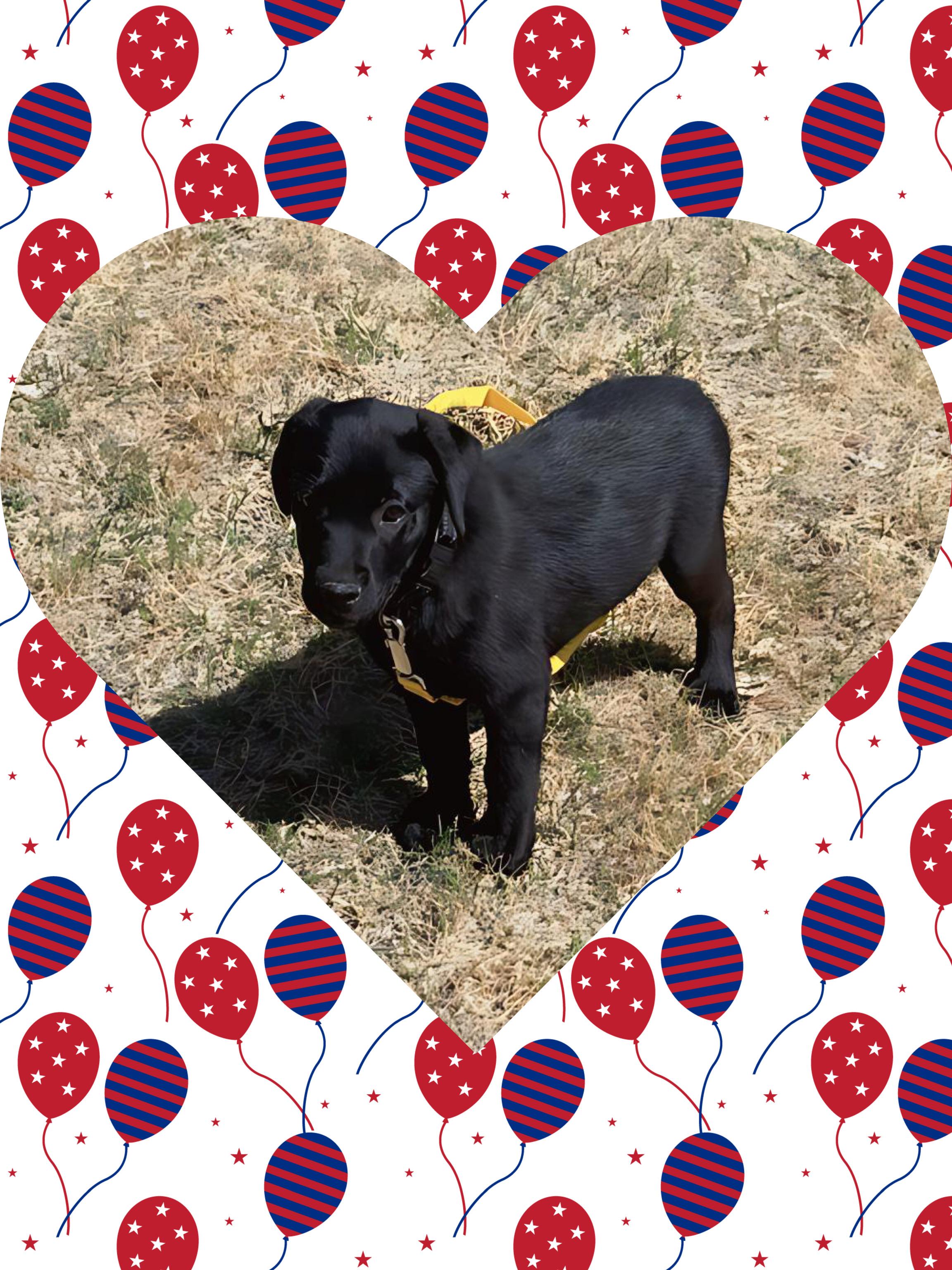 Enlarge PEANUT PUP, a ADOPTABLE mixed breed in Queen Creek, AZ image 2/6