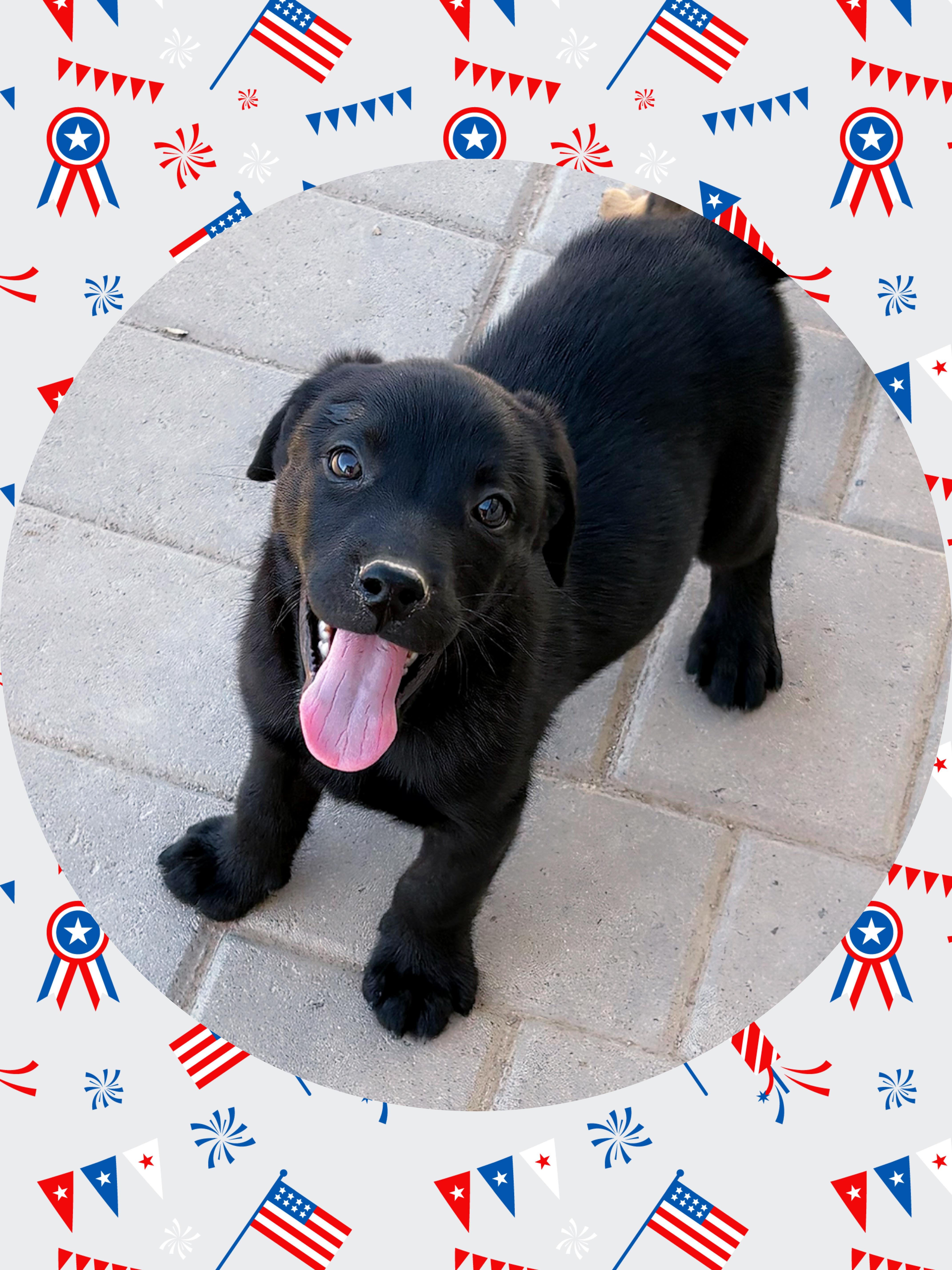 Enlarge PEANUT PUP, a ADOPTABLE mixed breed in Queen Creek, AZ image 3/6