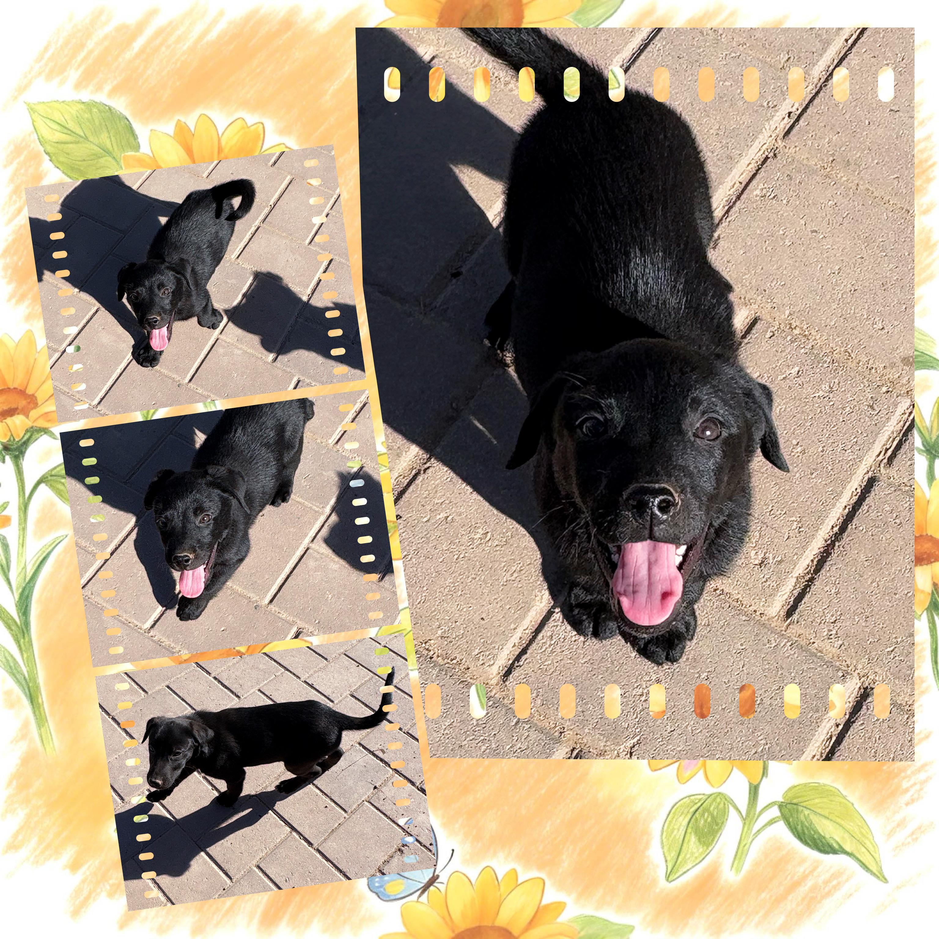 Enlarge PEANUT PUP, a ADOPTABLE mixed breed in Queen Creek, AZ image 6/6