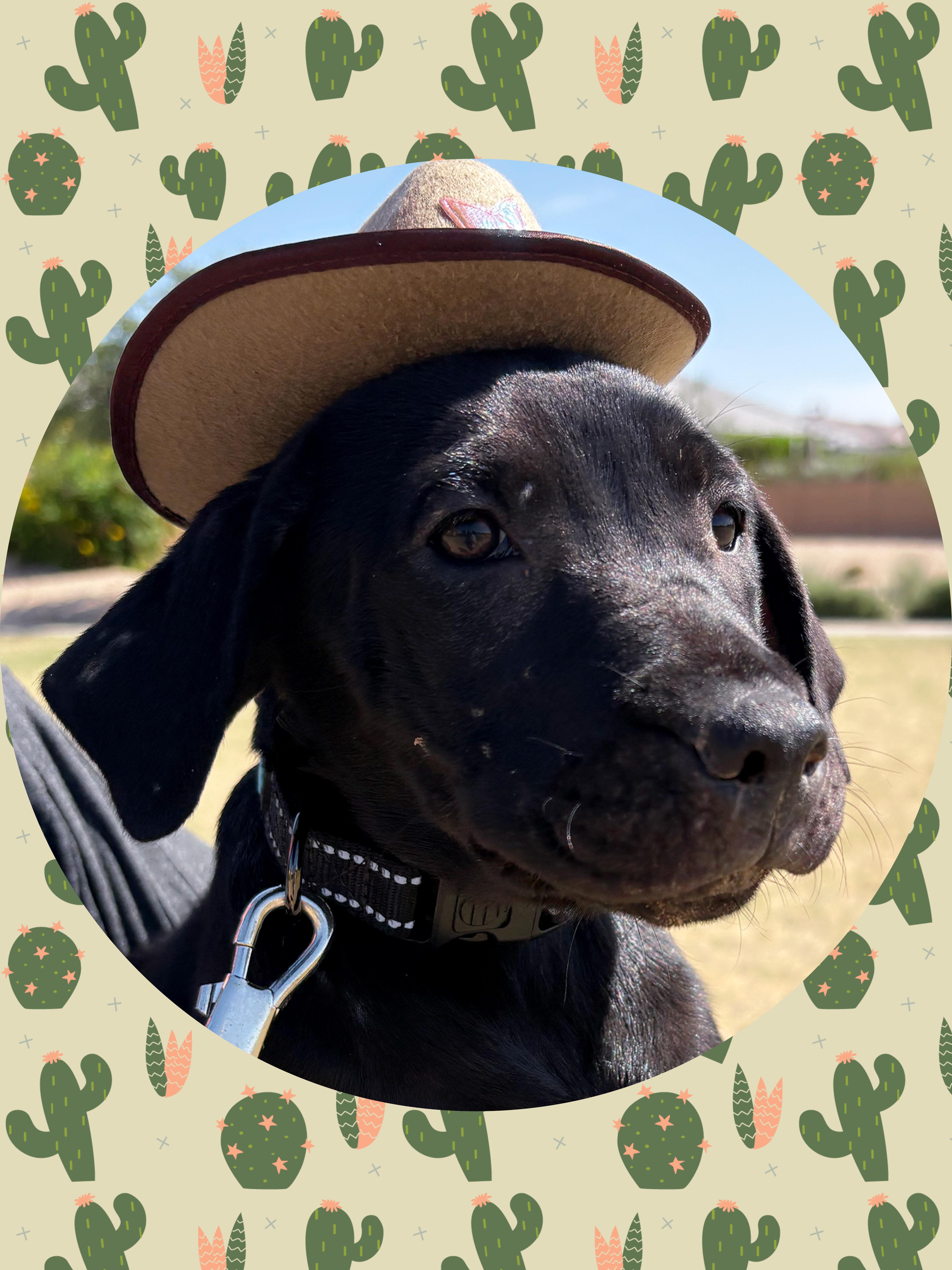 PEANUT PUP, ADOPTABLE, Puppy Male Labrador Retriever & Flat-Coated Retriever.