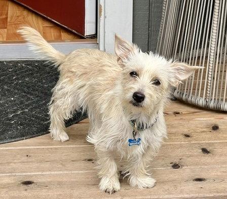 Enlarge Buffy, a Adoptable mixed breed in Seattle, WA image 1/1