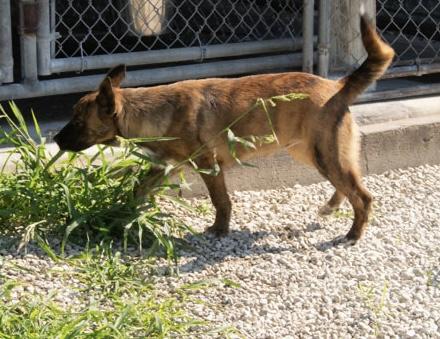 Enlarge Maple, an adopted mixed breed in Mayetta, KS image 4/4