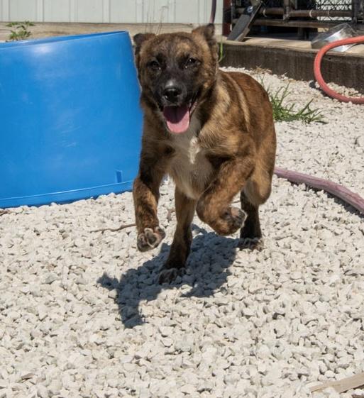 Enlarge Maple, an adopted mixed breed in Mayetta, KS image 3/4