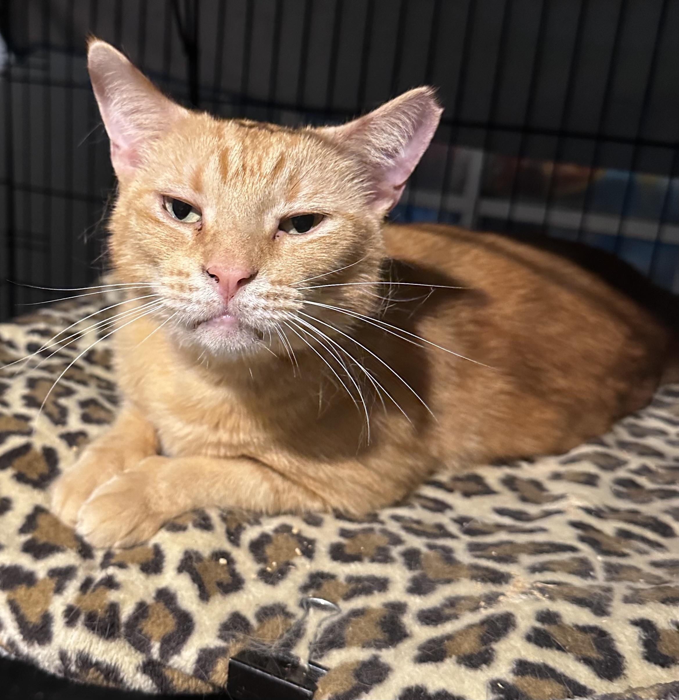 Enlarge Scooby, a ADOPTABLE mixed breed in Lake Worth, FL image 1/5