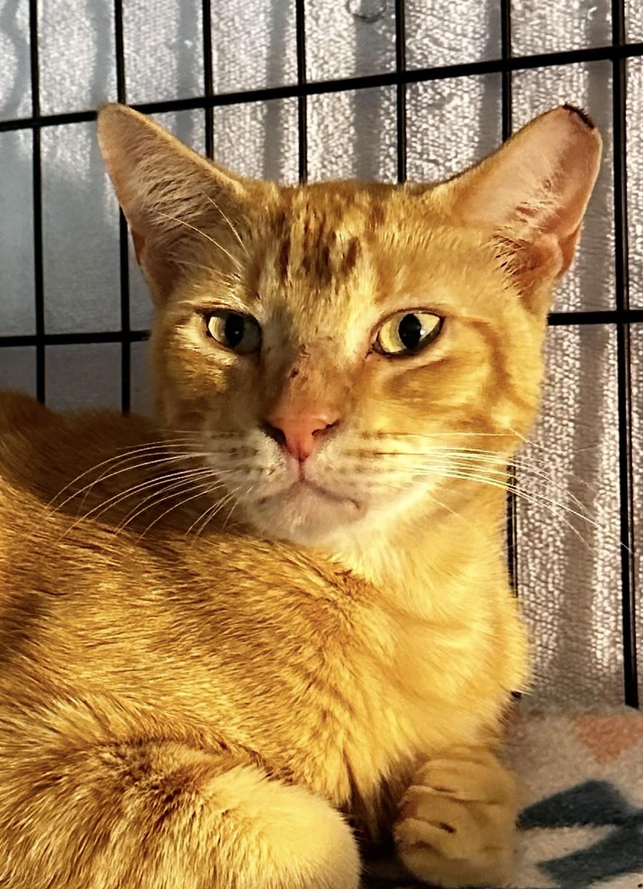 Enlarge Scooby, a ADOPTABLE mixed breed in Lake Worth, FL image 4/5