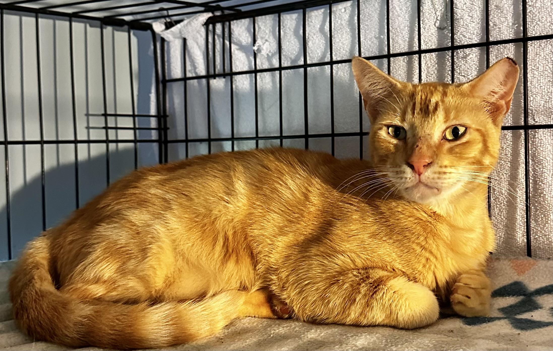 Enlarge Scooby, a ADOPTABLE mixed breed in Lake Worth, FL image 2/5