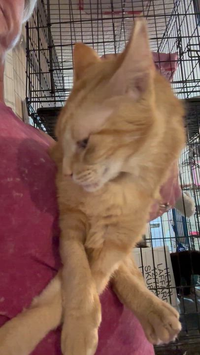 Enlarge Scooby, a ADOPTABLE mixed breed in Lake Worth, FL video 3/5