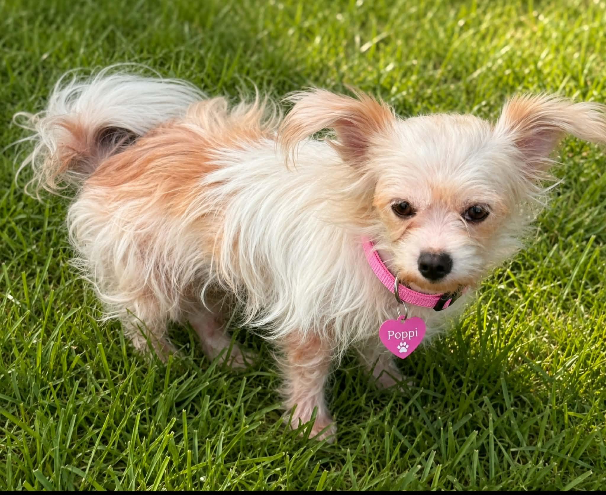 Enlarge POPPI, an adopted mixed breed in Grand Prairie, TX image 2/2