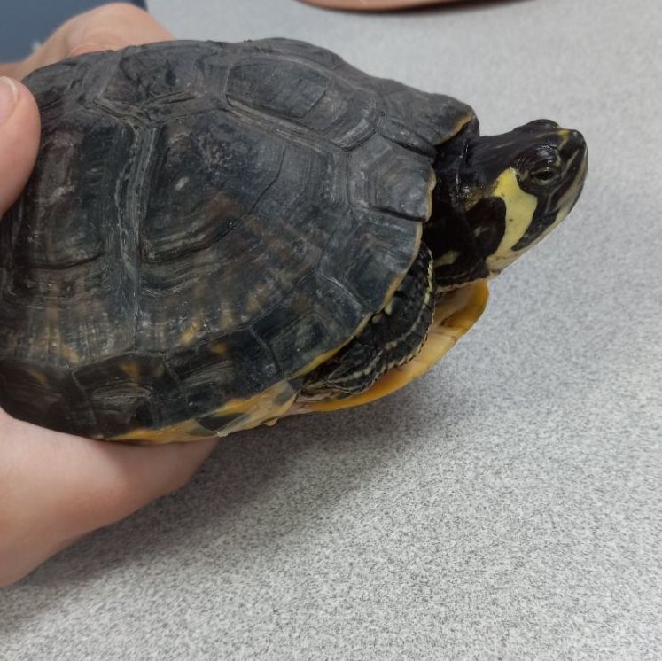 Enlarge Daytona, a Adoptable Yellow-Bellied Slider in Dearborn, MO image 1/1