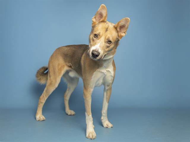 Enlarge ZUKO, a Adoptable mixed breed in Phoenix, AZ image 1/1